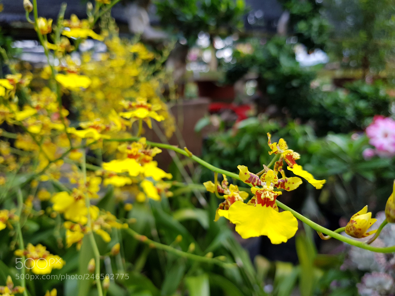 Samsung Galaxy S8+ sample photo. Yellow orchid photography
