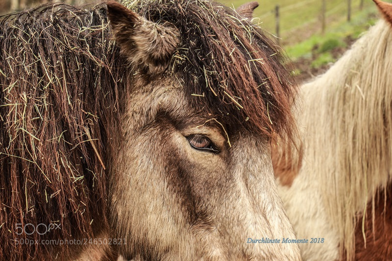 Canon EOS 700D (EOS Rebel T5i / EOS Kiss X7i) sample photo. Horse photography