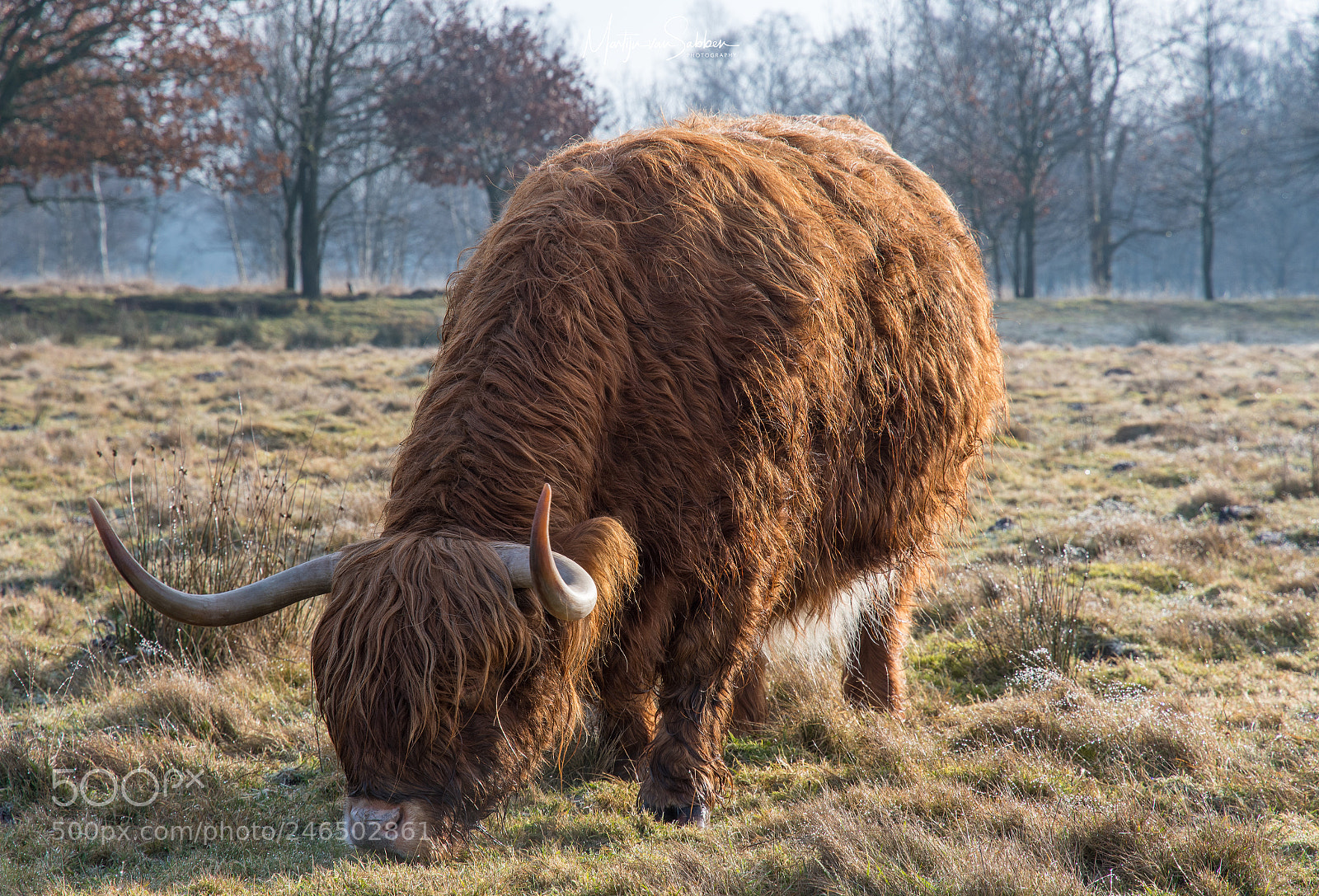 Nikon D500 sample photo. The mighty highlander photography
