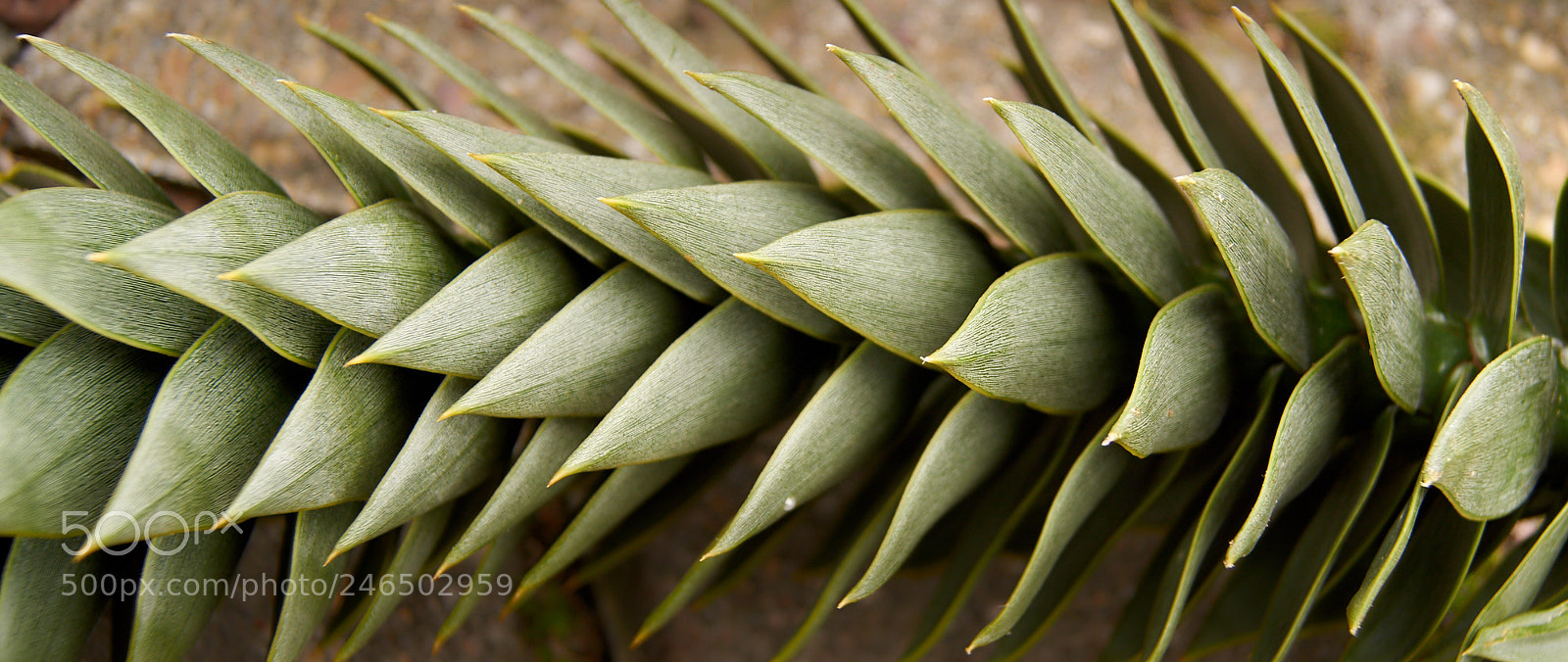 Sony SLT-A65 (SLT-A65V) sample photo. Monkey tail tree needles photography