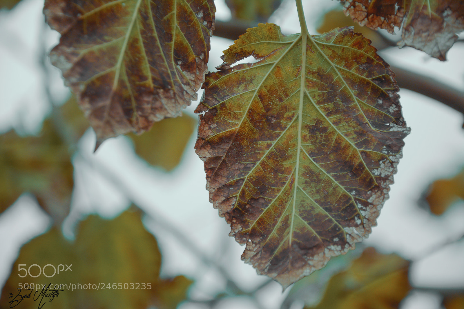Nikon D7100 sample photo. Winter leaf ! photography