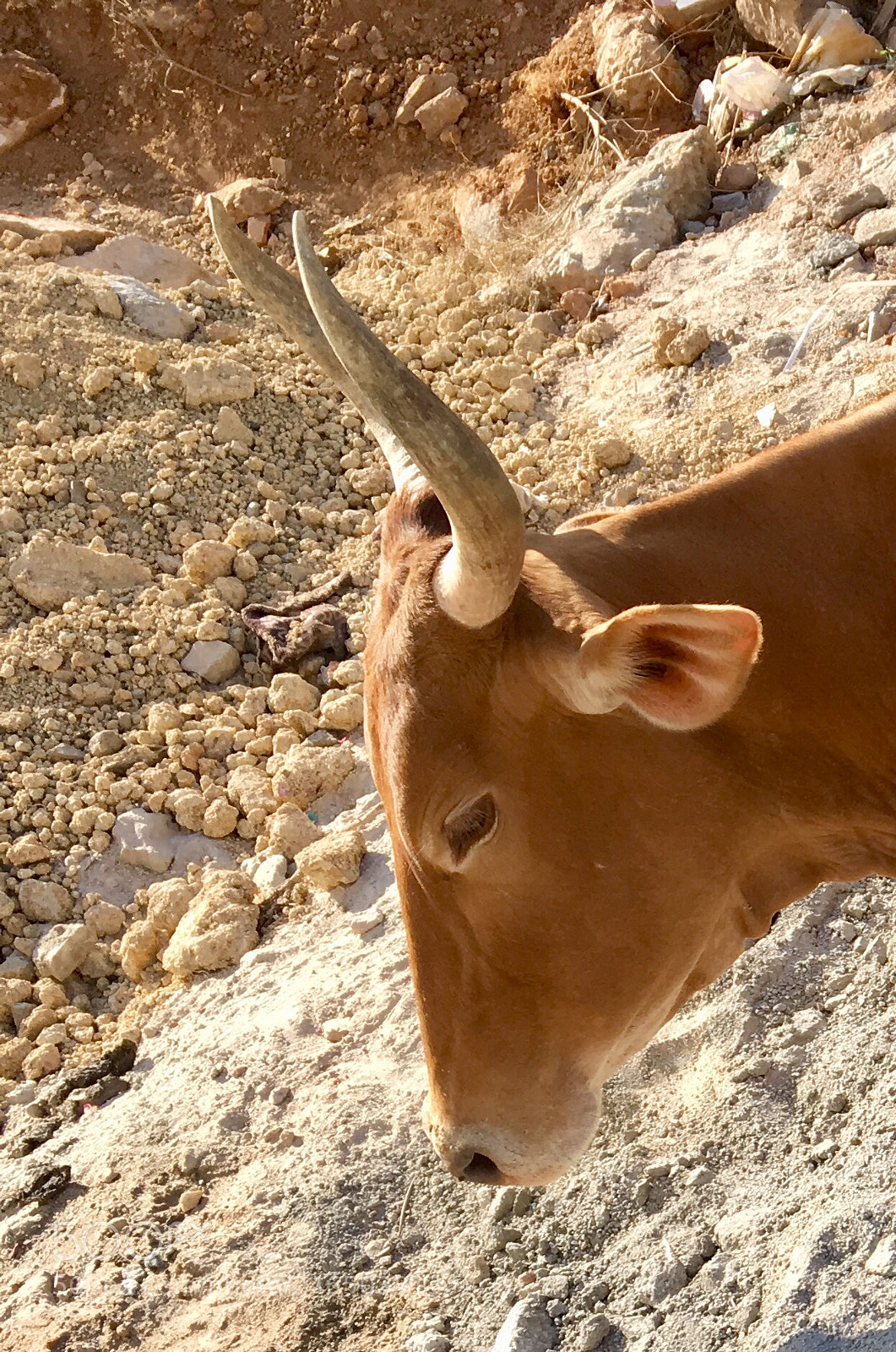 Apple iPhone SE sample photo. Native breed cow! photography