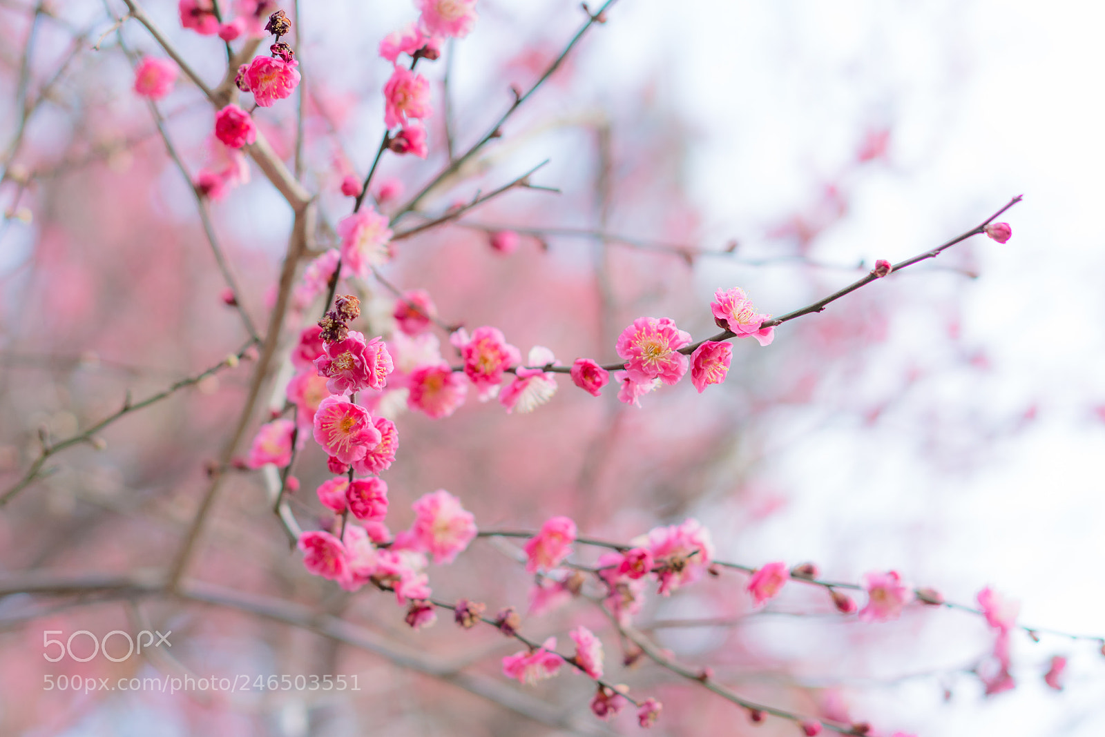 Sony a7R III sample photo. Begin to bloom photography