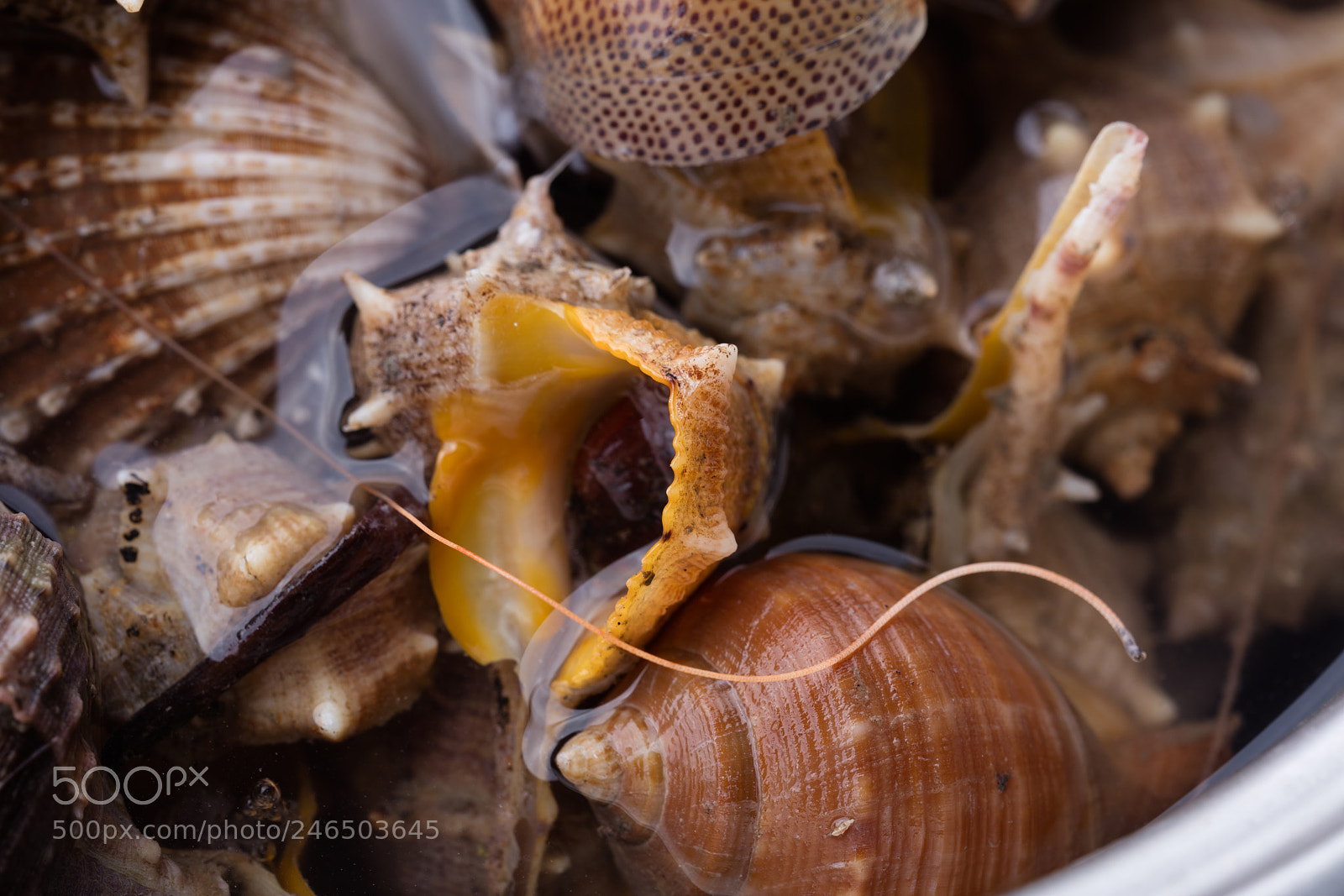 Canon EOS 5DS R sample photo. Sea snail,close up photography