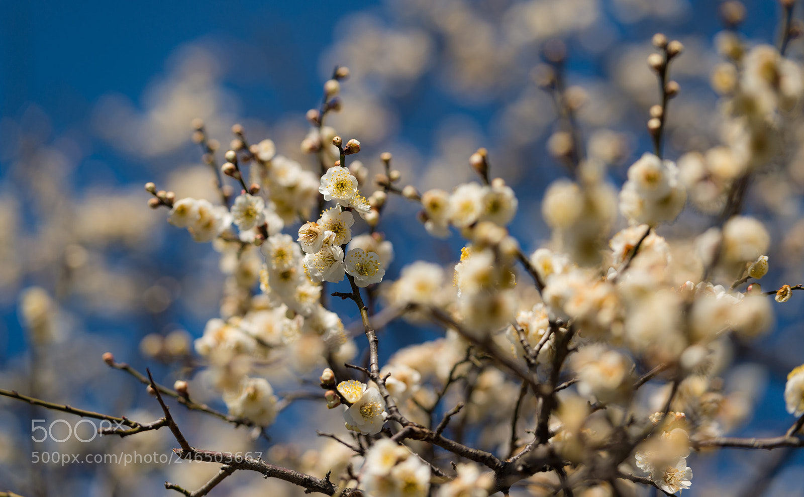 Nikon Df sample photo. 梅の季節 photography