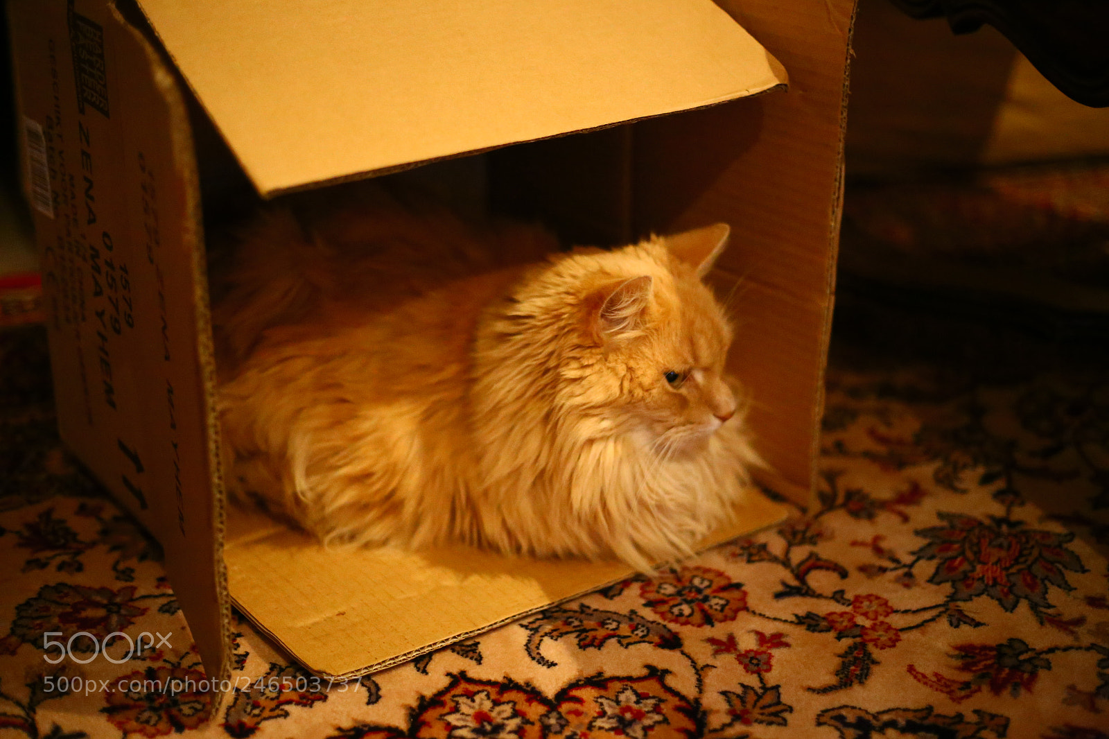 Canon EOS 6D + Canon EF 50mm F1.8 STM sample photo. Cat in the box photography