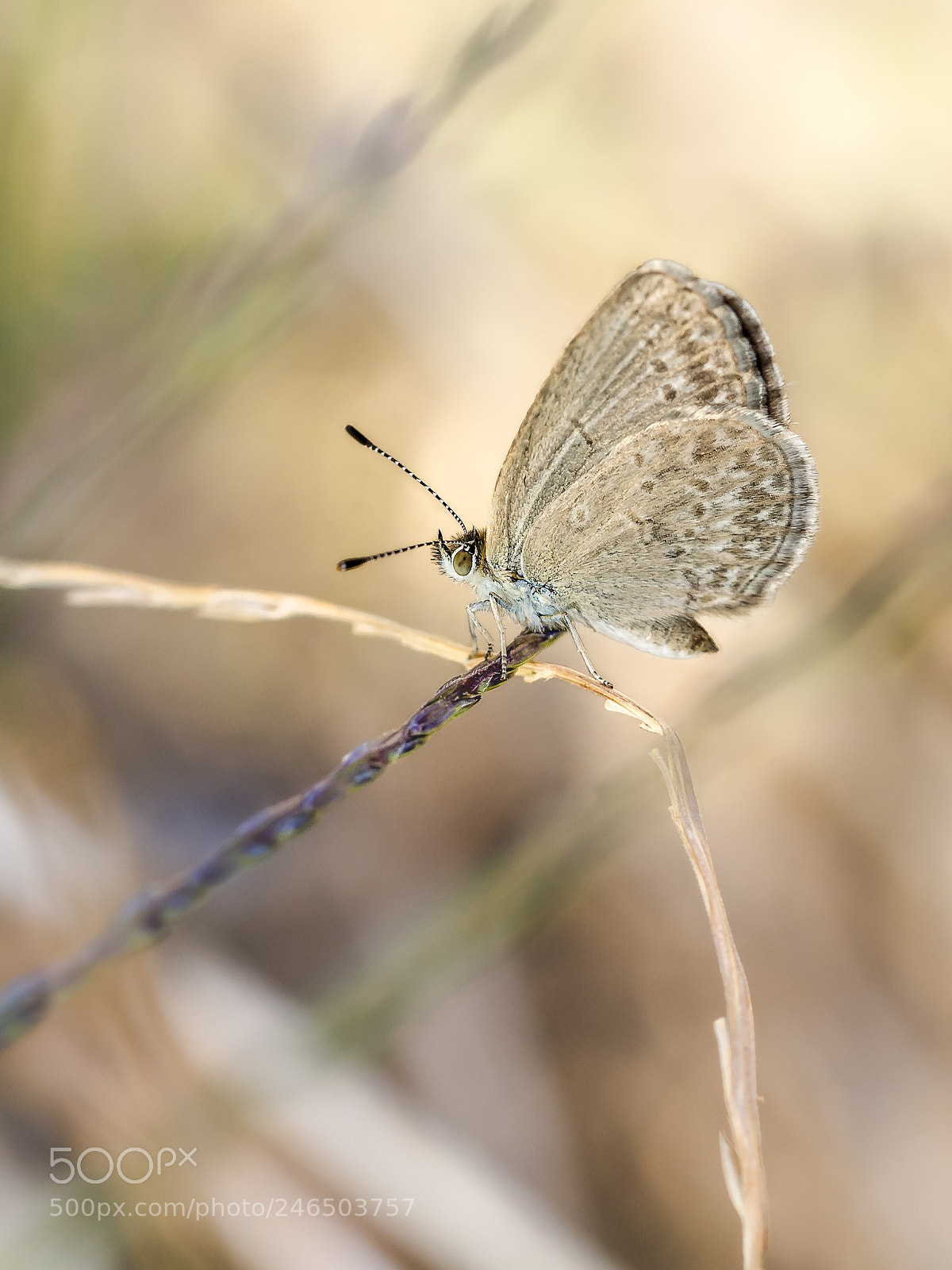 Olympus OM-D E-M5 sample photo. Common grass blue butterfly #7 photography