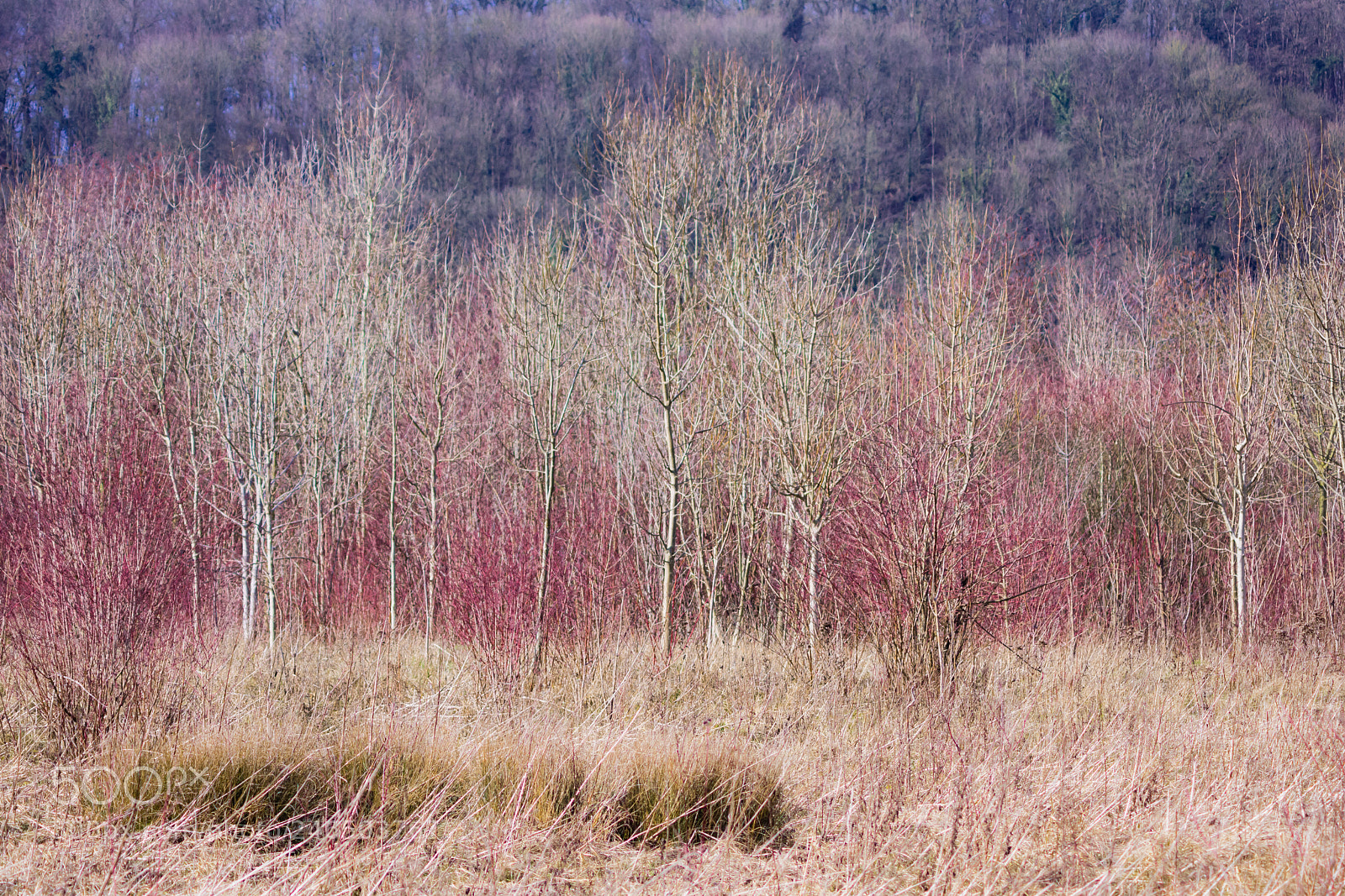 Nikon D7200 sample photo. Colours of winter photography