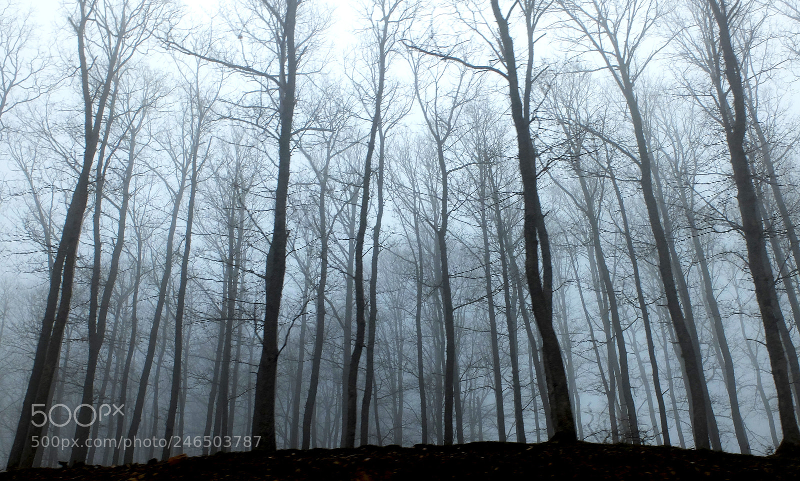 Fujifilm X20 sample photo. Trees photography