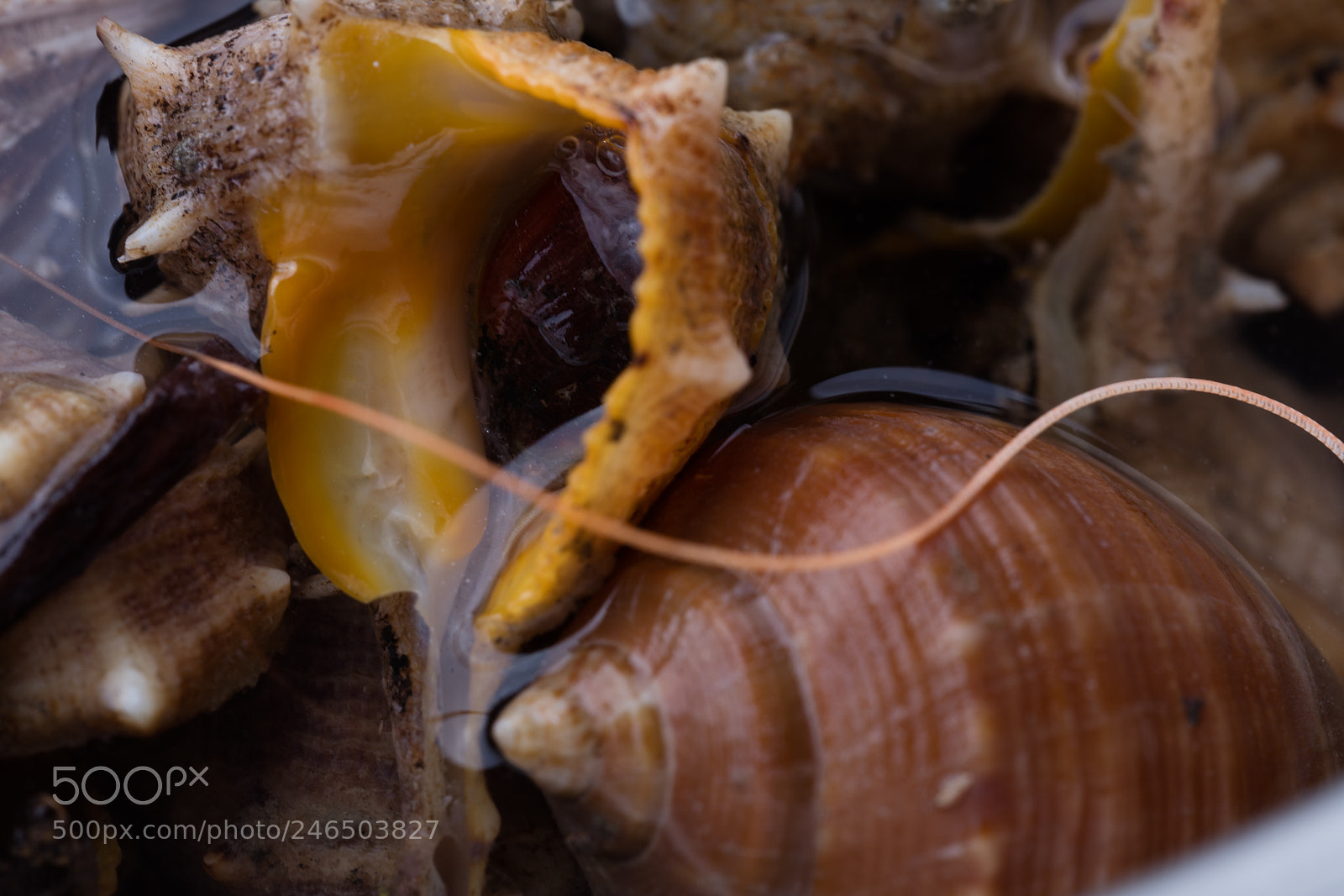 Canon EOS 5DS R sample photo. Sea snail,close up photography