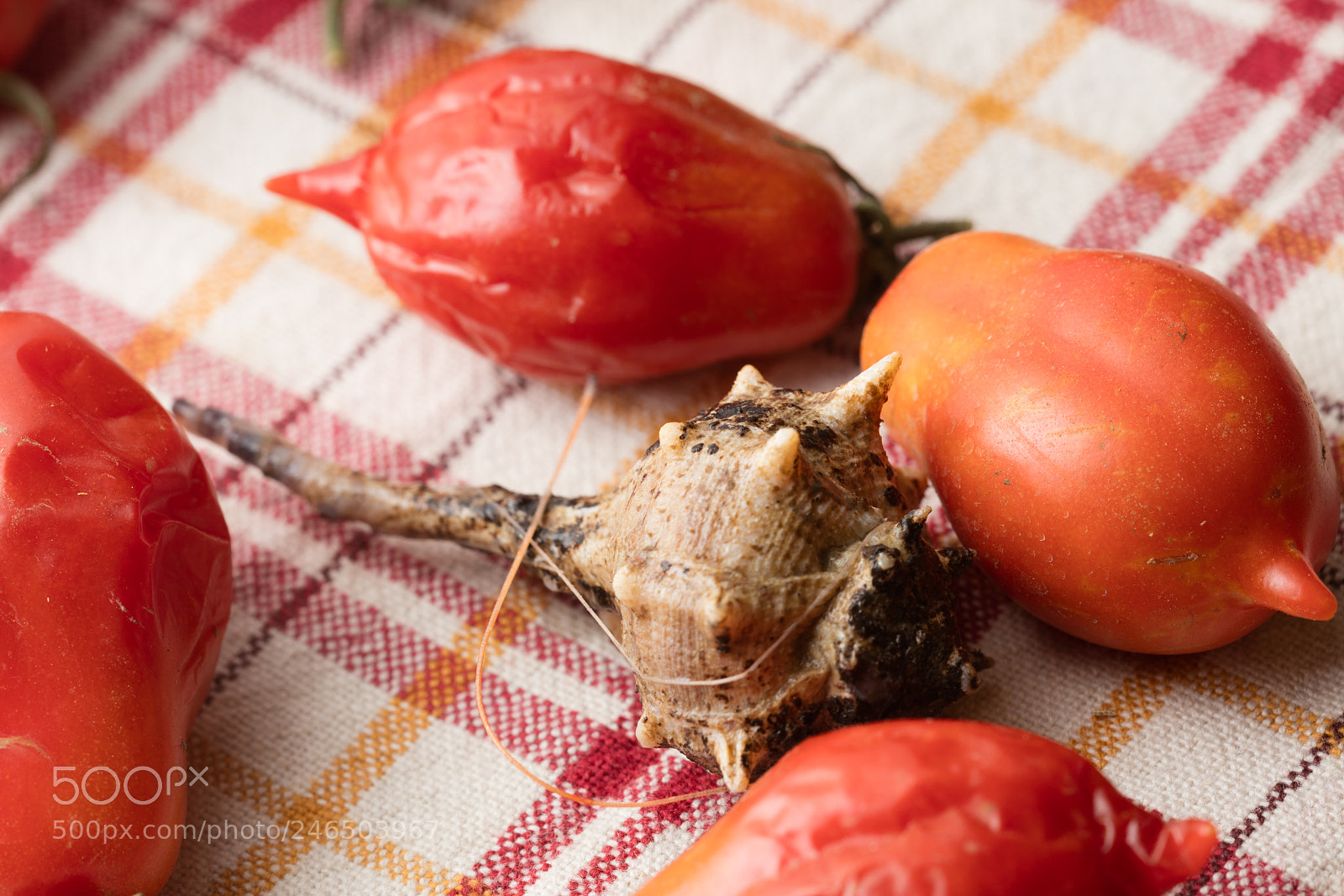 Canon EOS 5DS R sample photo. Sea snail with tomatoes photography