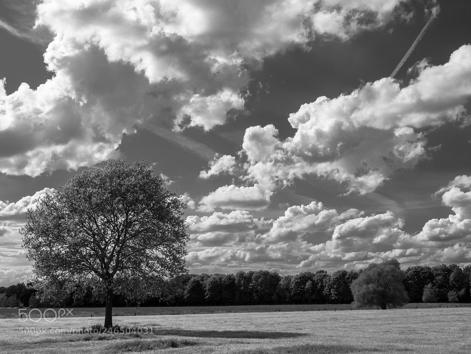 Panasonic Lumix DMC-LX100 sample photo. Baum wolken photography