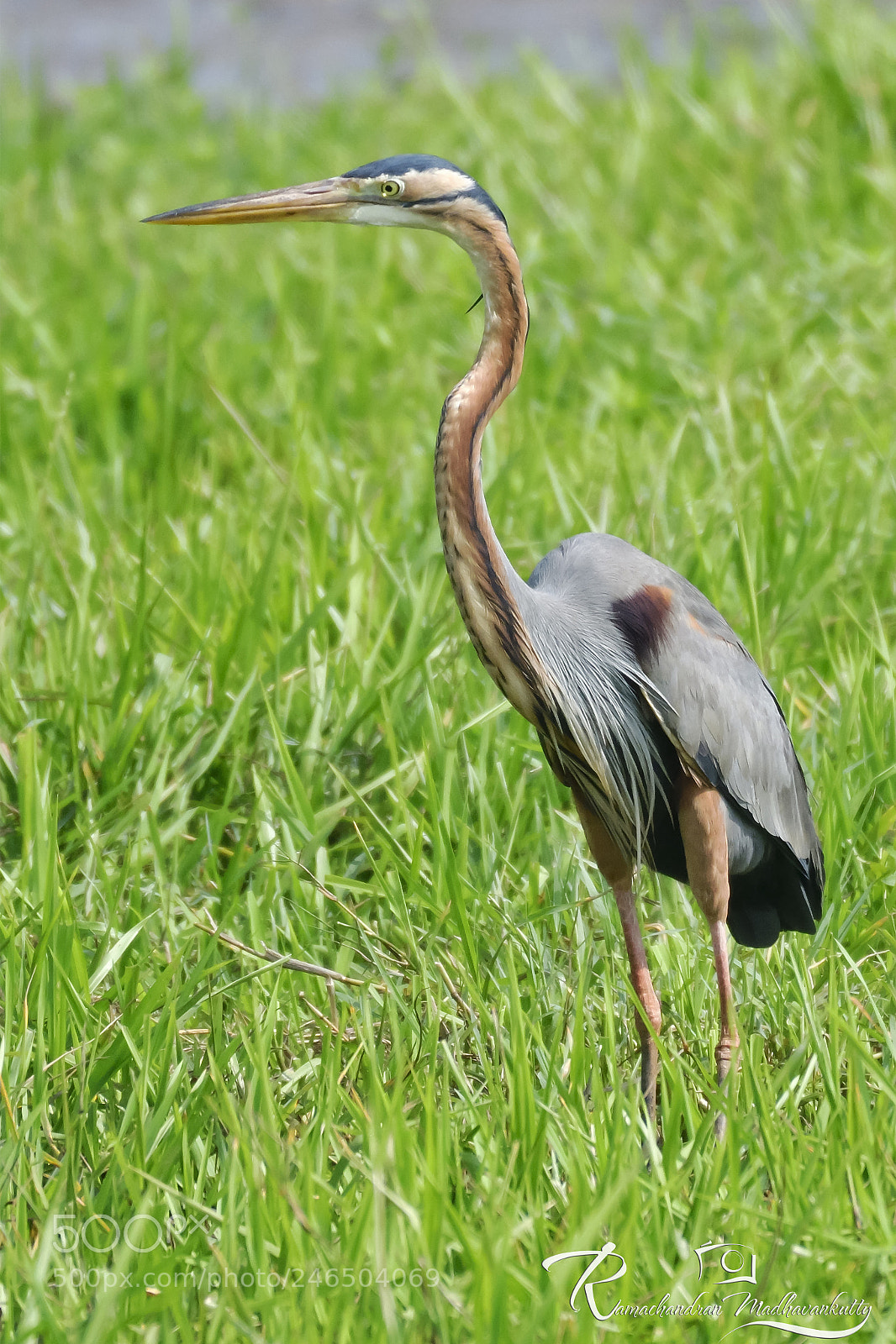 Nikon D500 sample photo. Purple heron photography