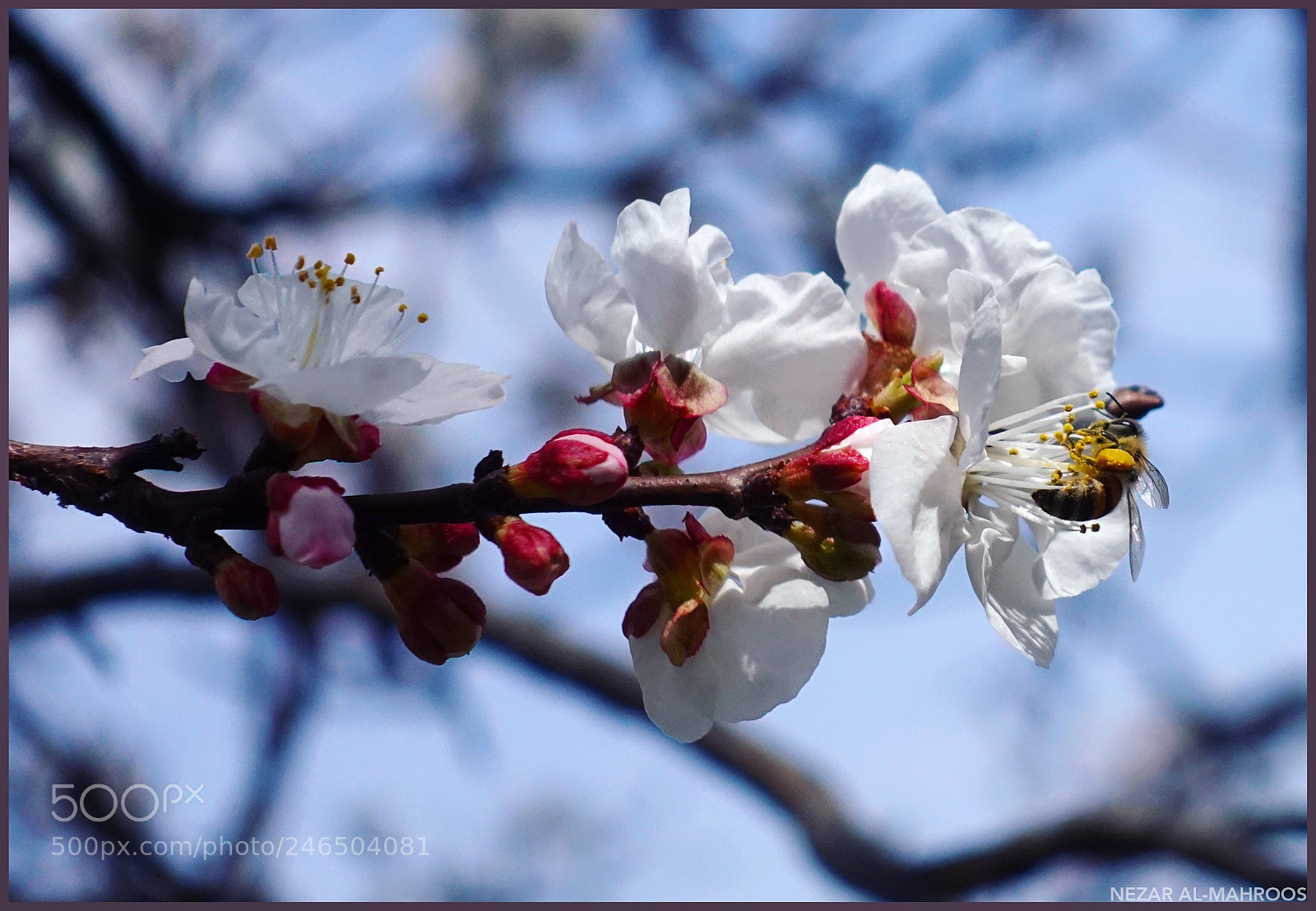 Sony DSC-RX100M5 sample photo. Untitled photography