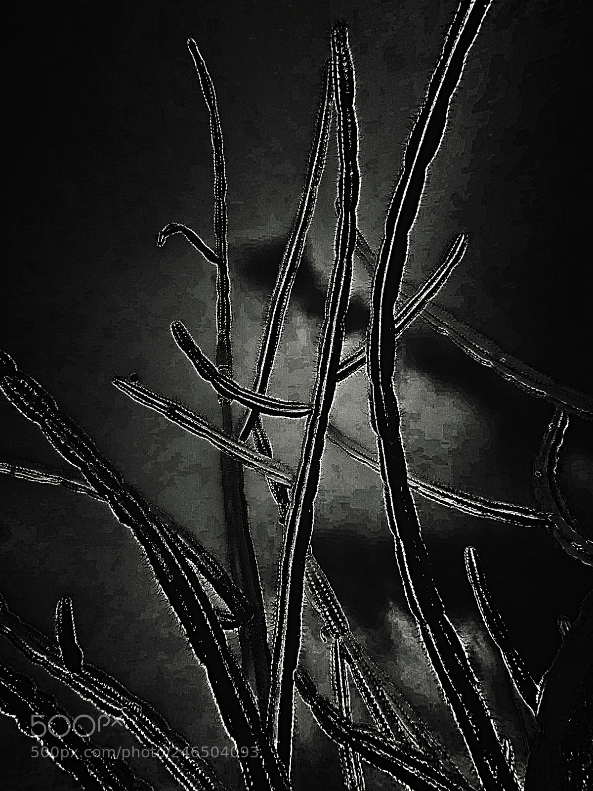 Apple iPhone 5s sample photo. Cactus garden photography