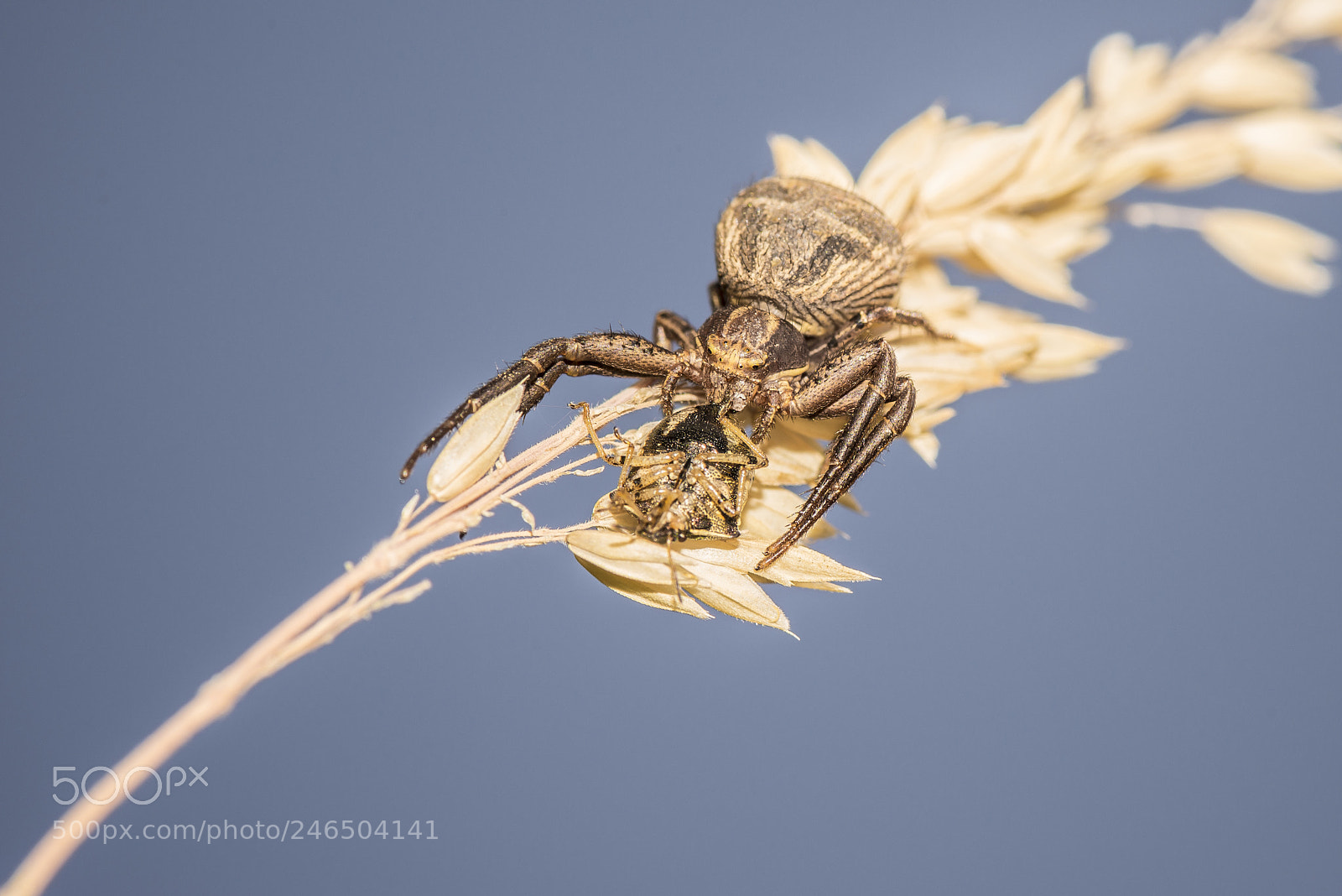 Nikon D610 sample photo. Krabbenspinne mit beute photography