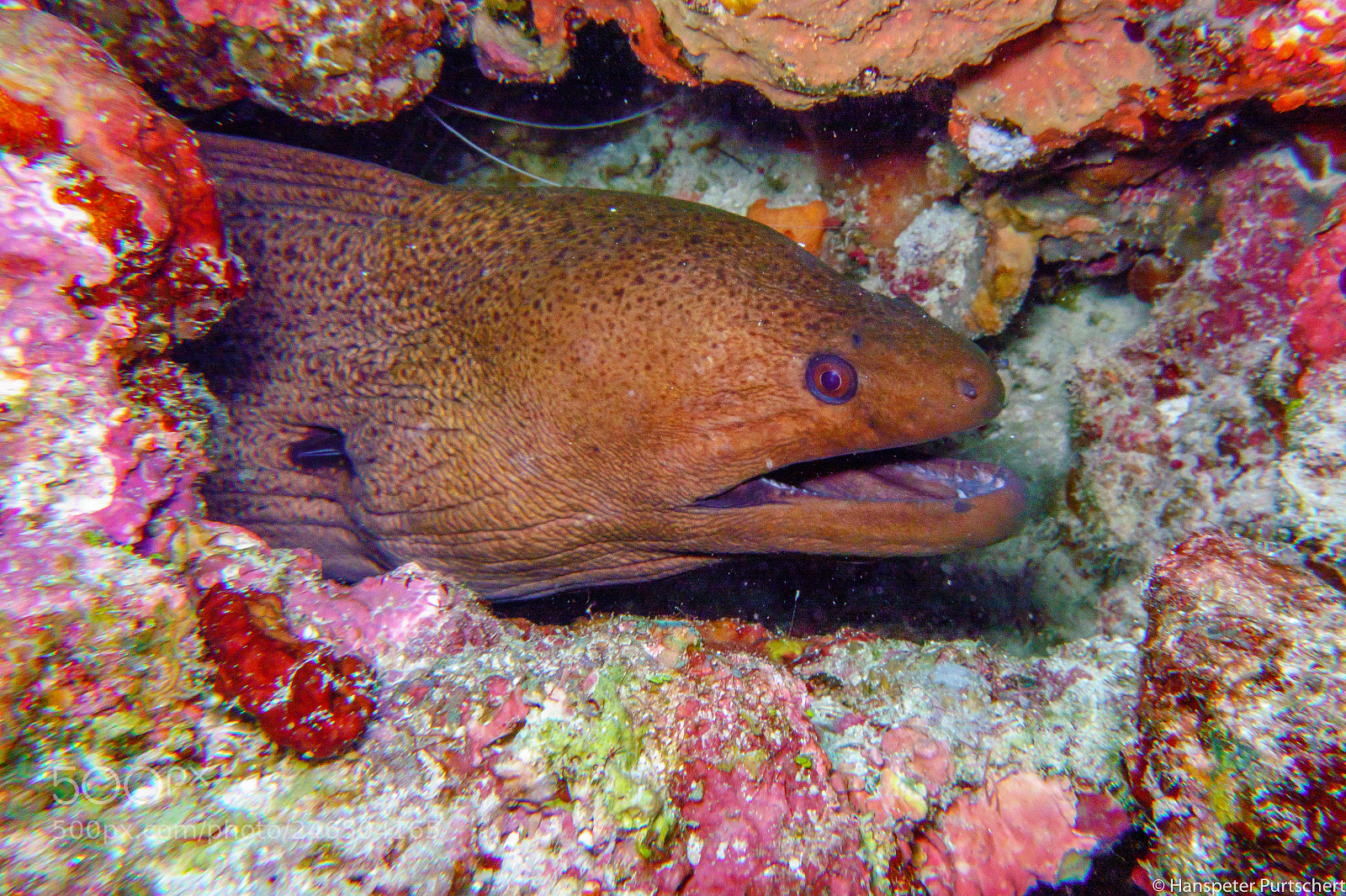 Sony Cyber-shot DSC-RX100 sample photo. Maldives moray photography