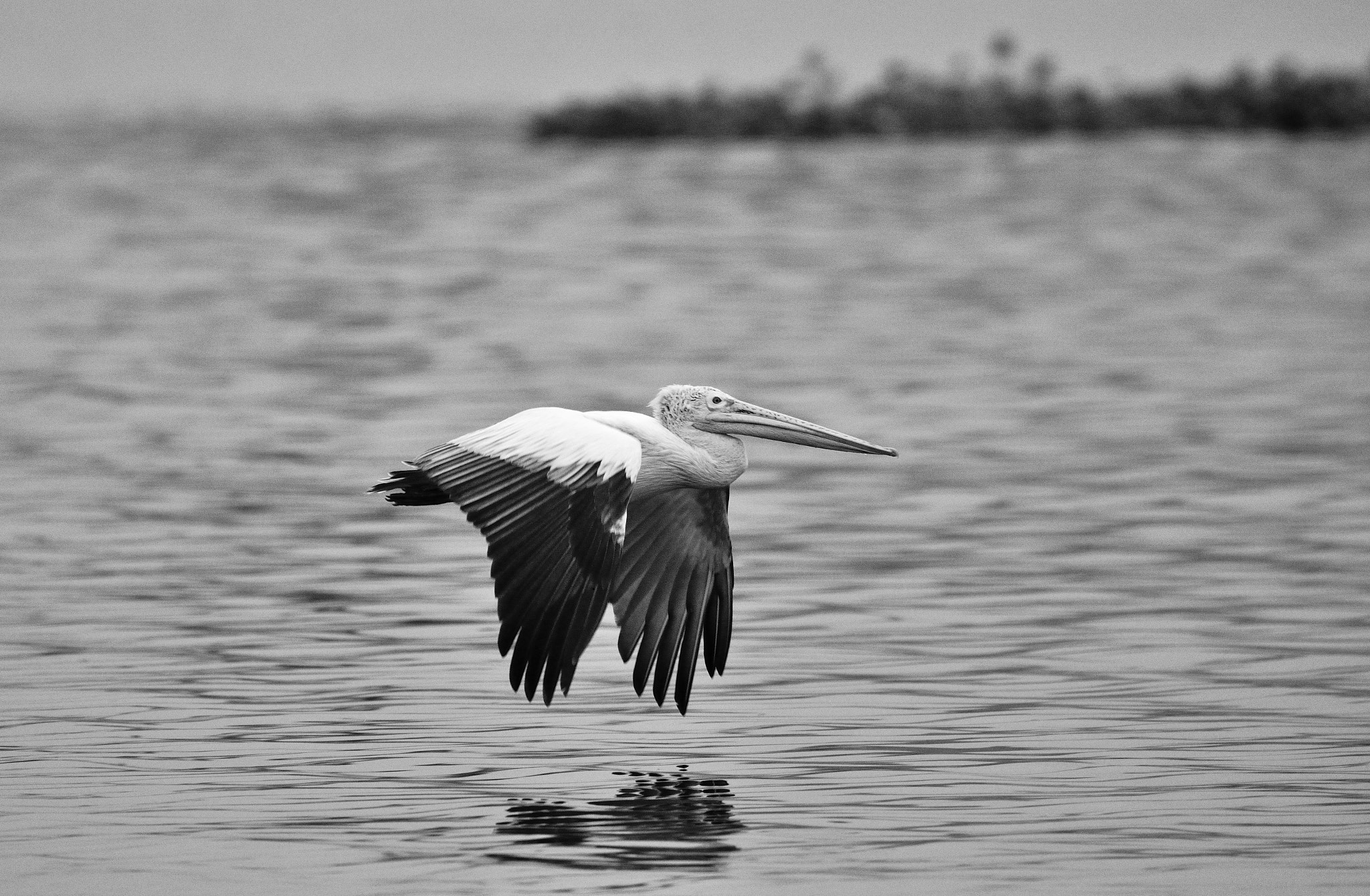 Sigma 150-600mm F5-6.3 DG OS HSM | C sample photo. Spot-billed pelican photography