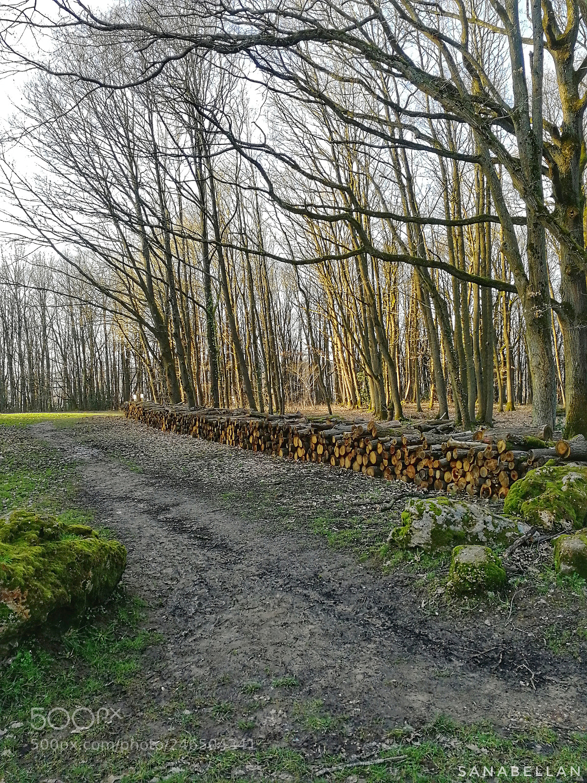 HUAWEI Honor 9 sample photo. Promenons-nous photography