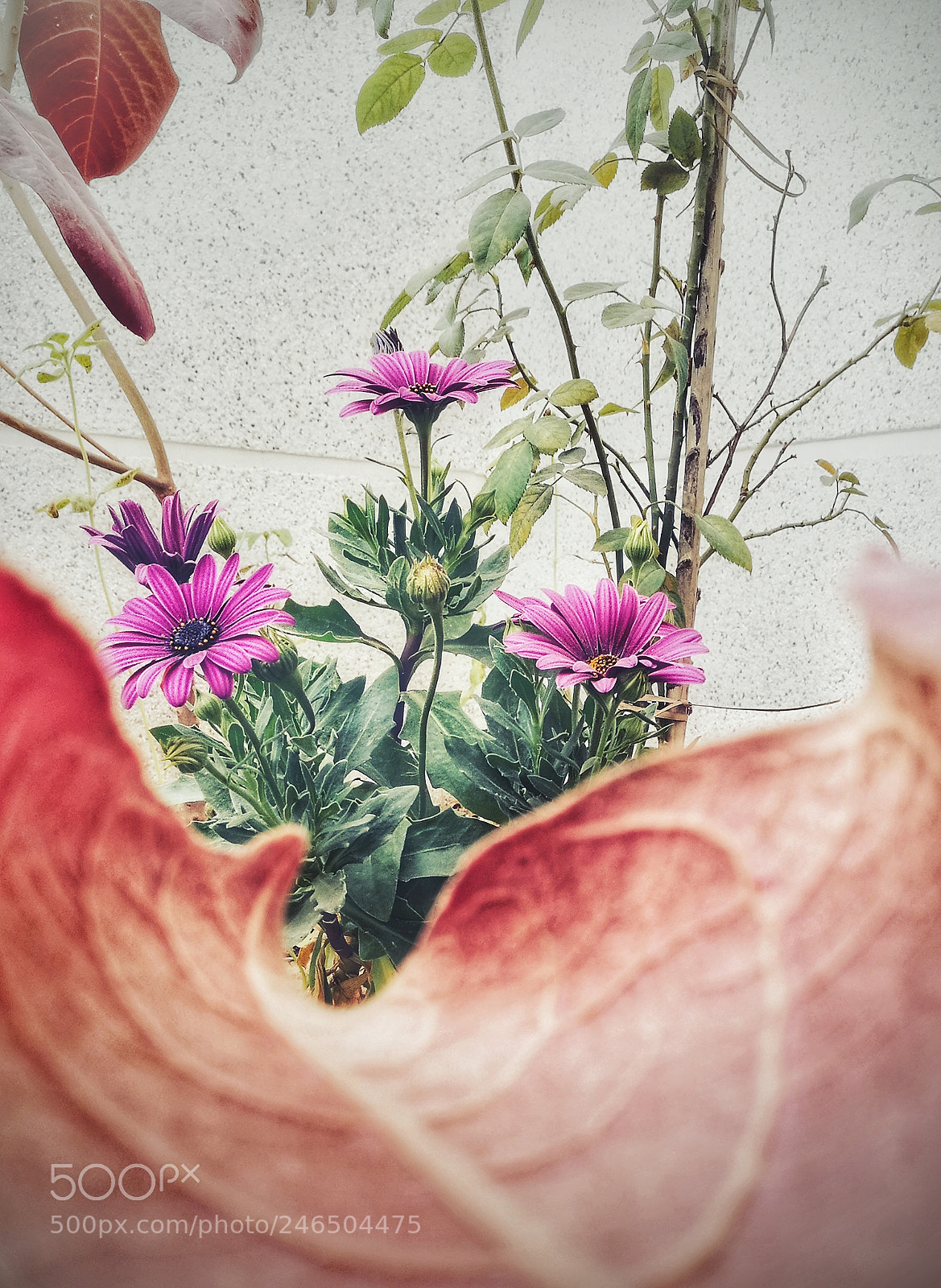 HUAWEI P9 sample photo. Purple flowers photography