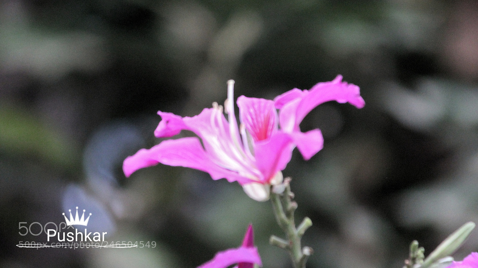 Canon EOS 1200D (EOS Rebel T5 / EOS Kiss X70 / EOS Hi) sample photo. Blooming photography