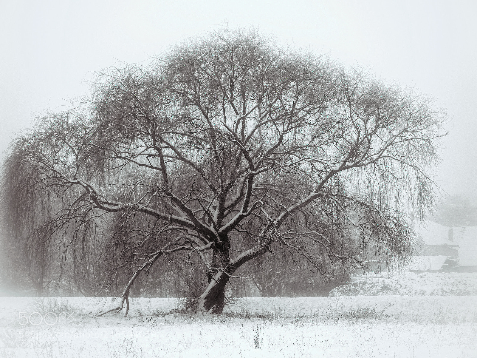 Olympus OM-D E-M10 sample photo. Old tree photography