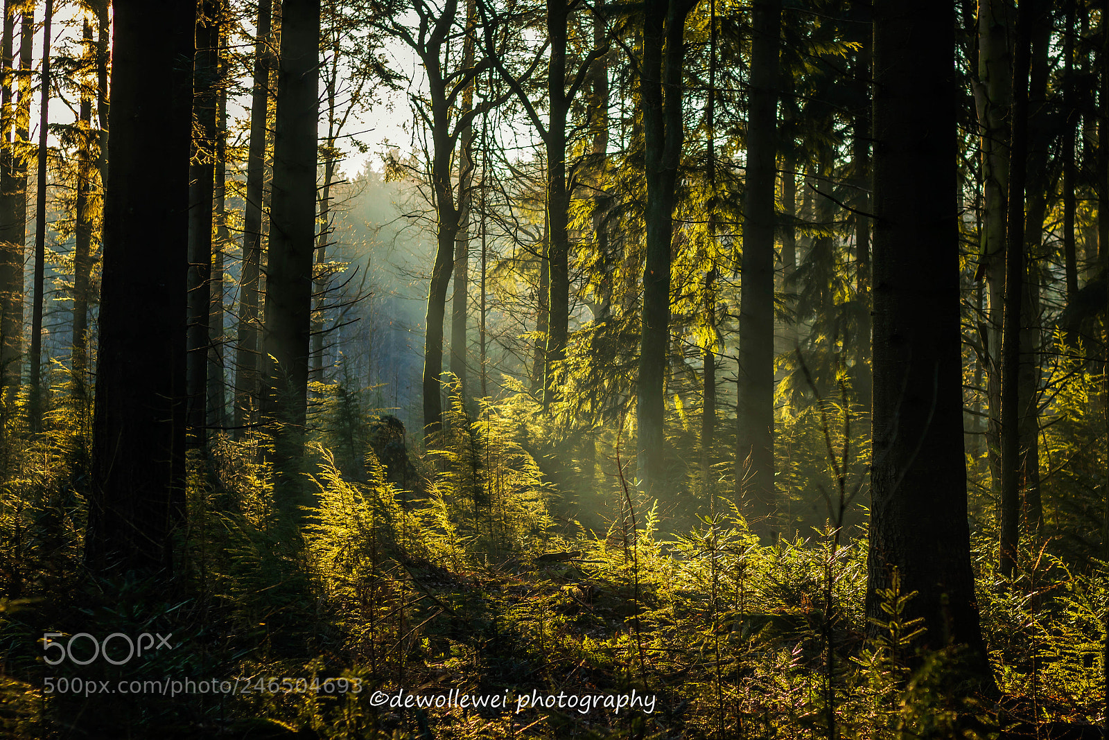 Canon EOS 7D Mark II sample photo. Walk in the woods 2 photography