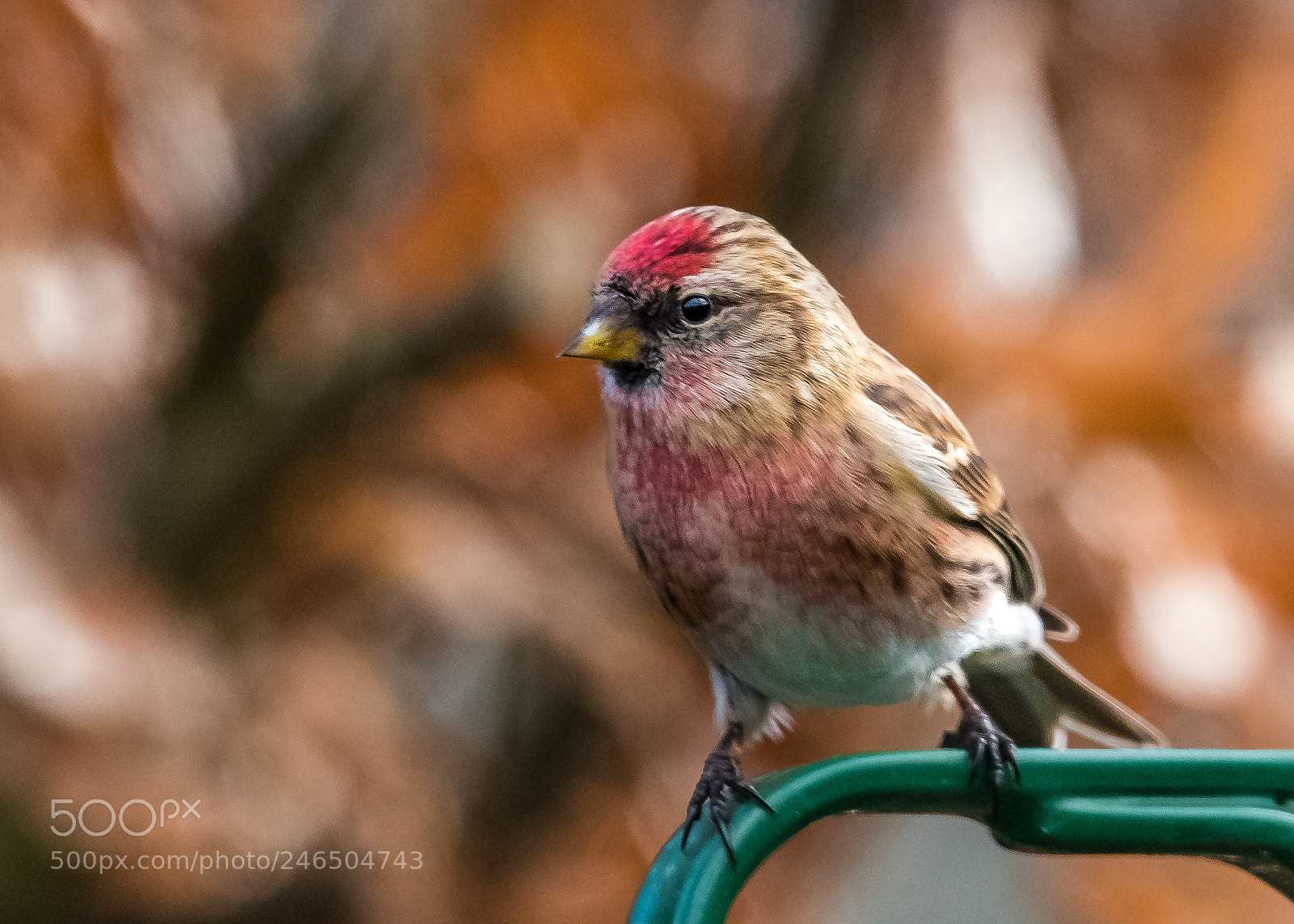 Nikon D850 sample photo. Male lesser redpoll photography
