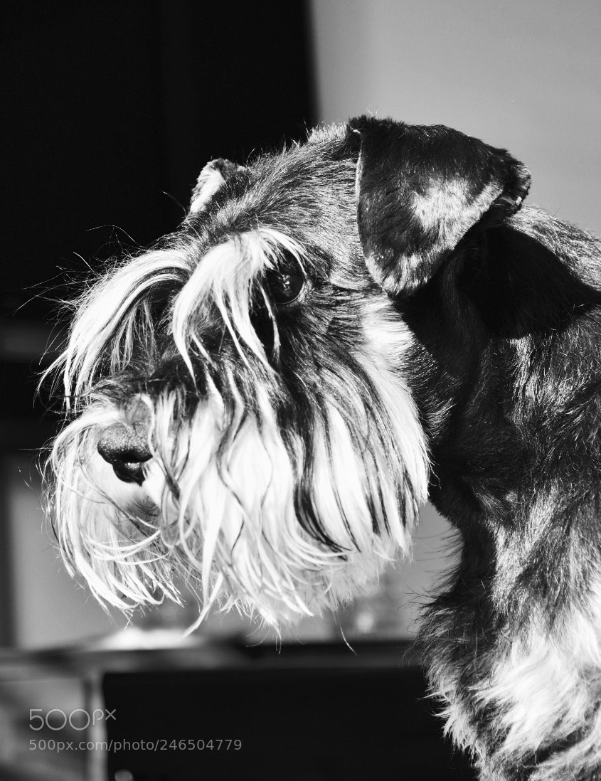 Nikon D7500 sample photo. Do i know you? photography