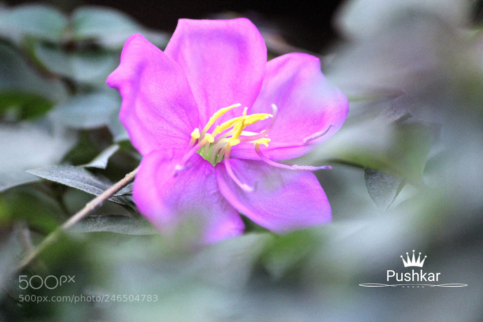 Canon EOS 1200D (EOS Rebel T5 / EOS Kiss X70 / EOS Hi) sample photo. Garden photography
