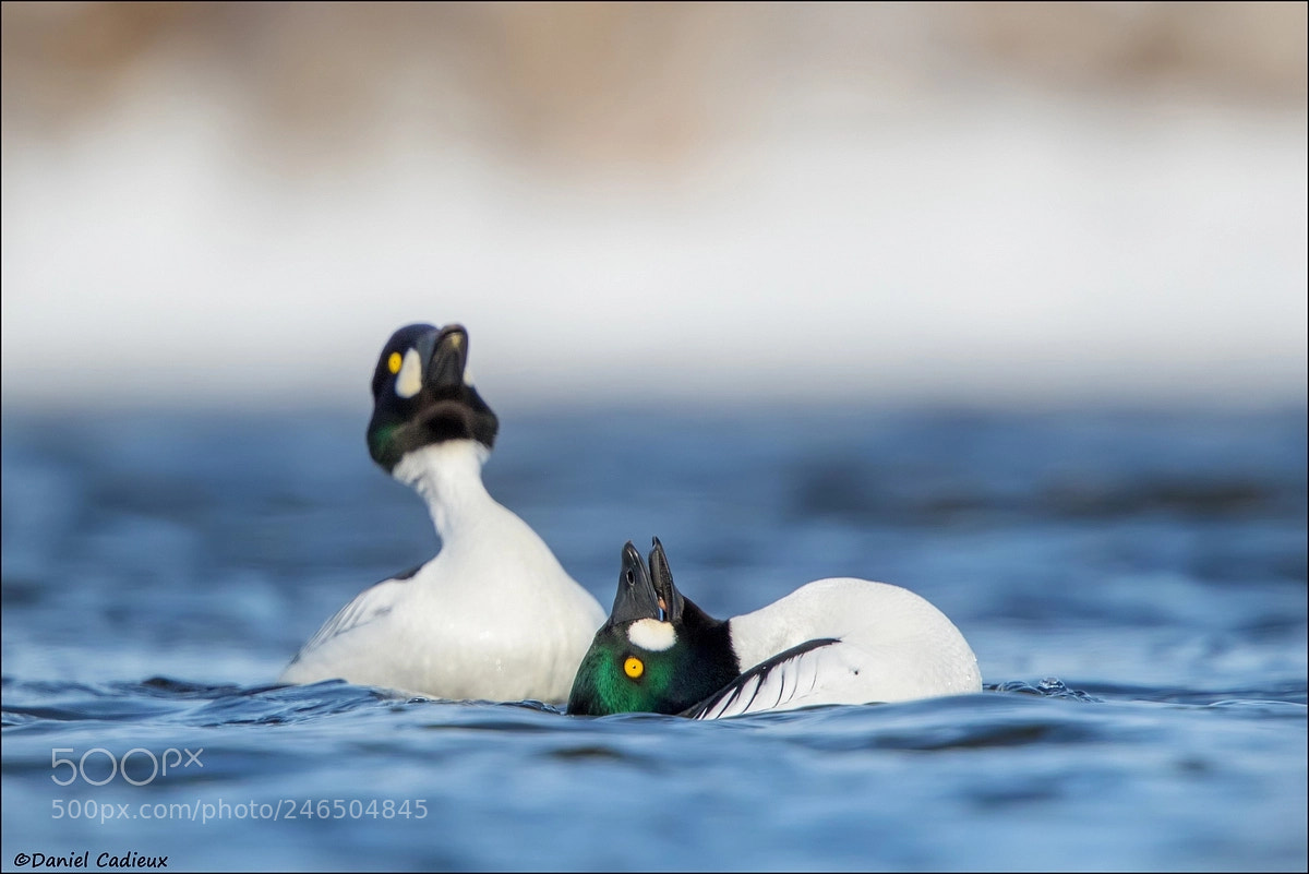 Canon EOS 7D Mark II sample photo. Common goldeneyes courting photography