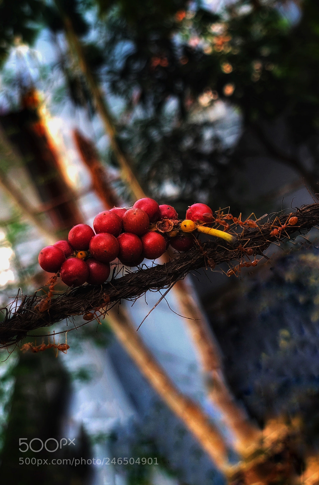 Apple iPhone X sample photo. Untitled photography
