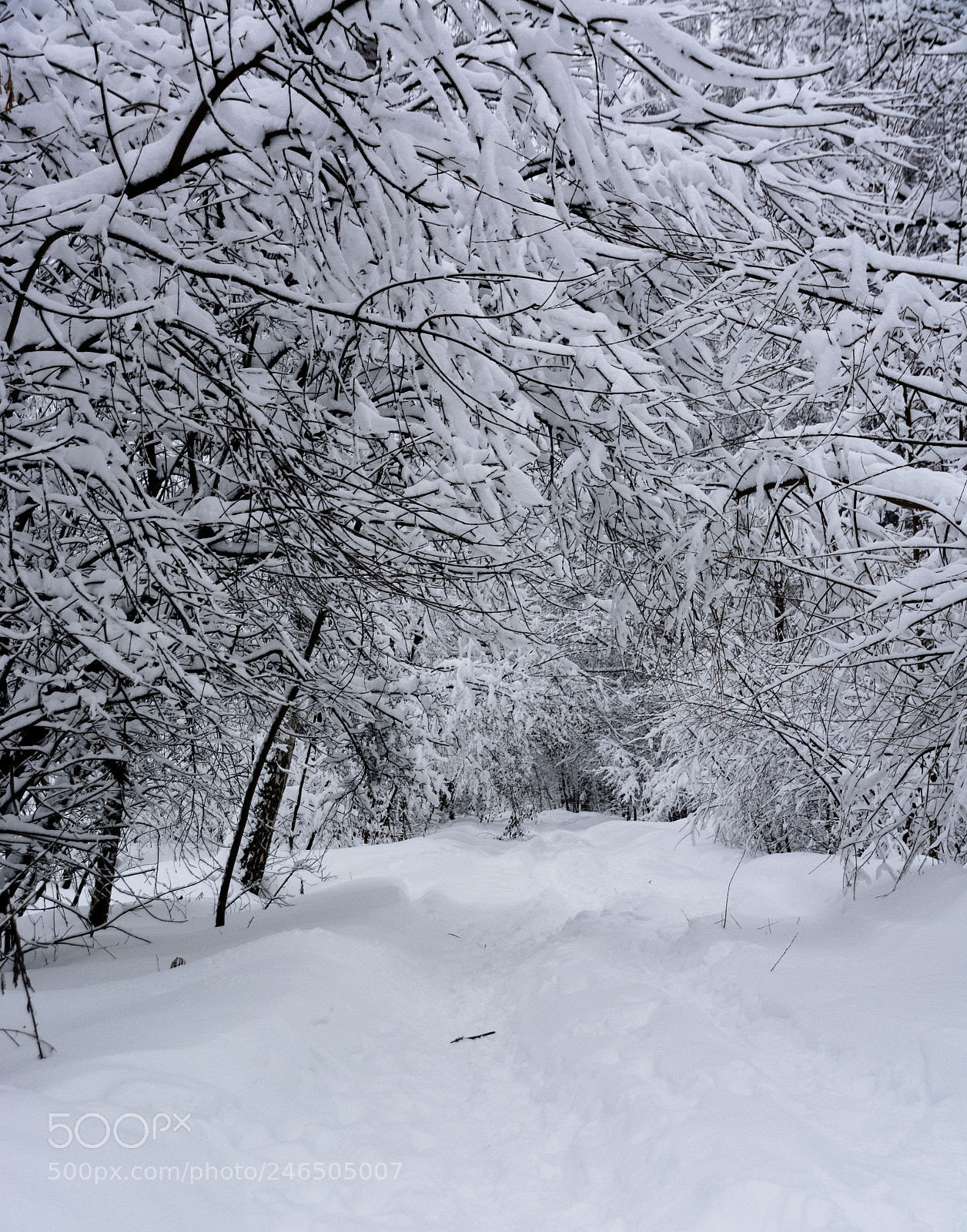 Nikon D5200 sample photo. Snowfall 1 photography