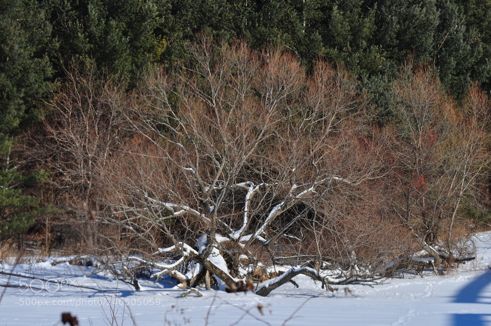 Nikon D5000 sample photo. Snow skeleton photography