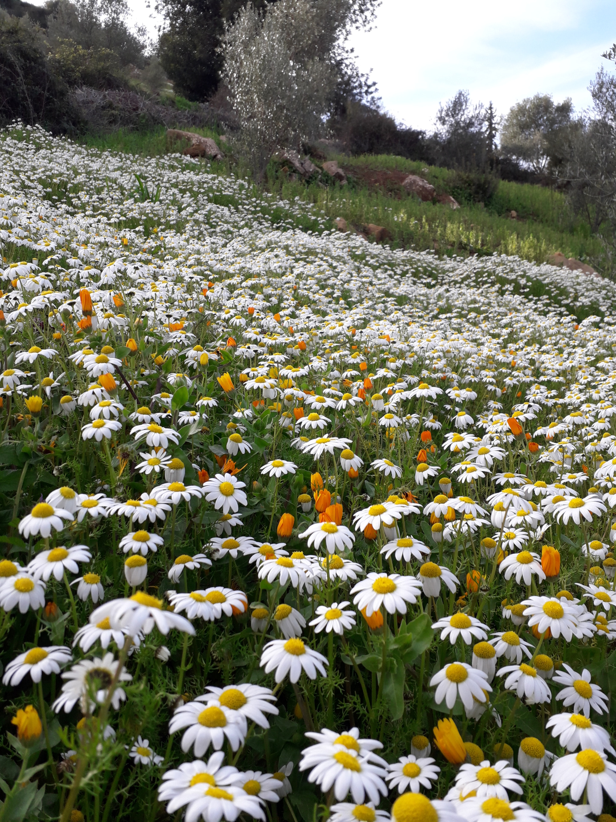 Samsung Galaxy J3 Pro sample photo. Untitled photography