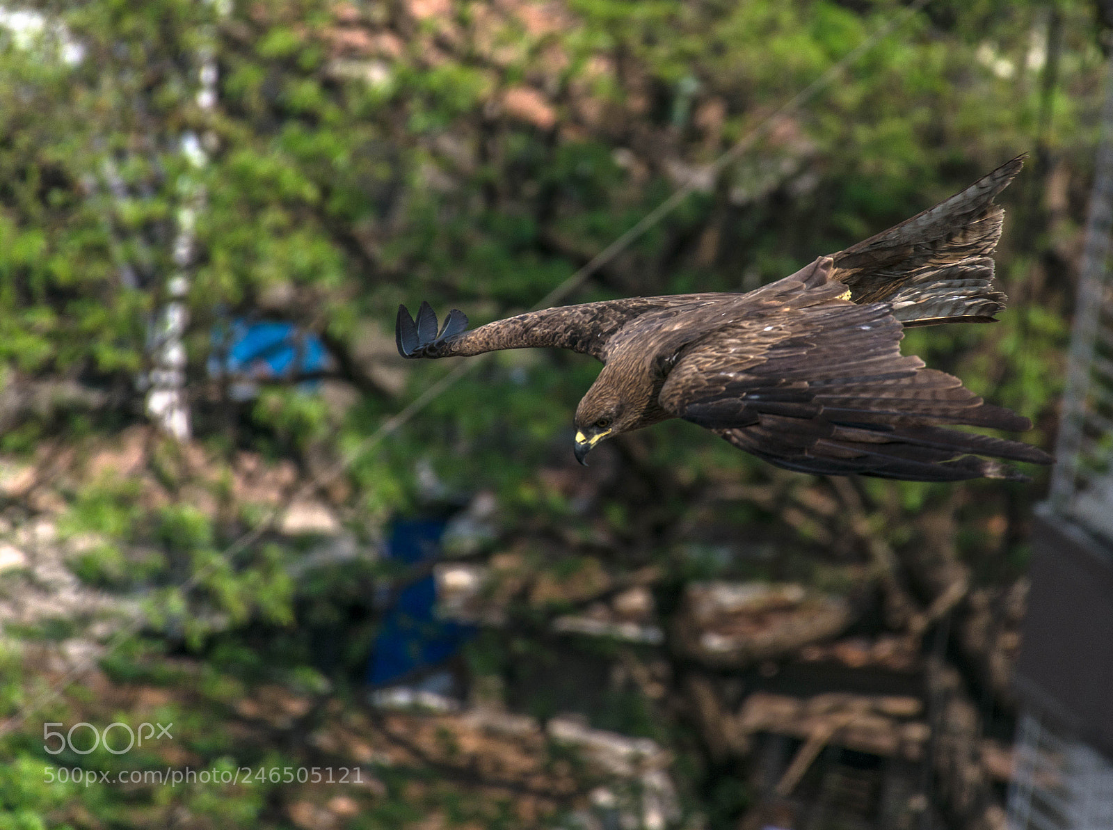 Nikon D7200 sample photo. In full flight photography