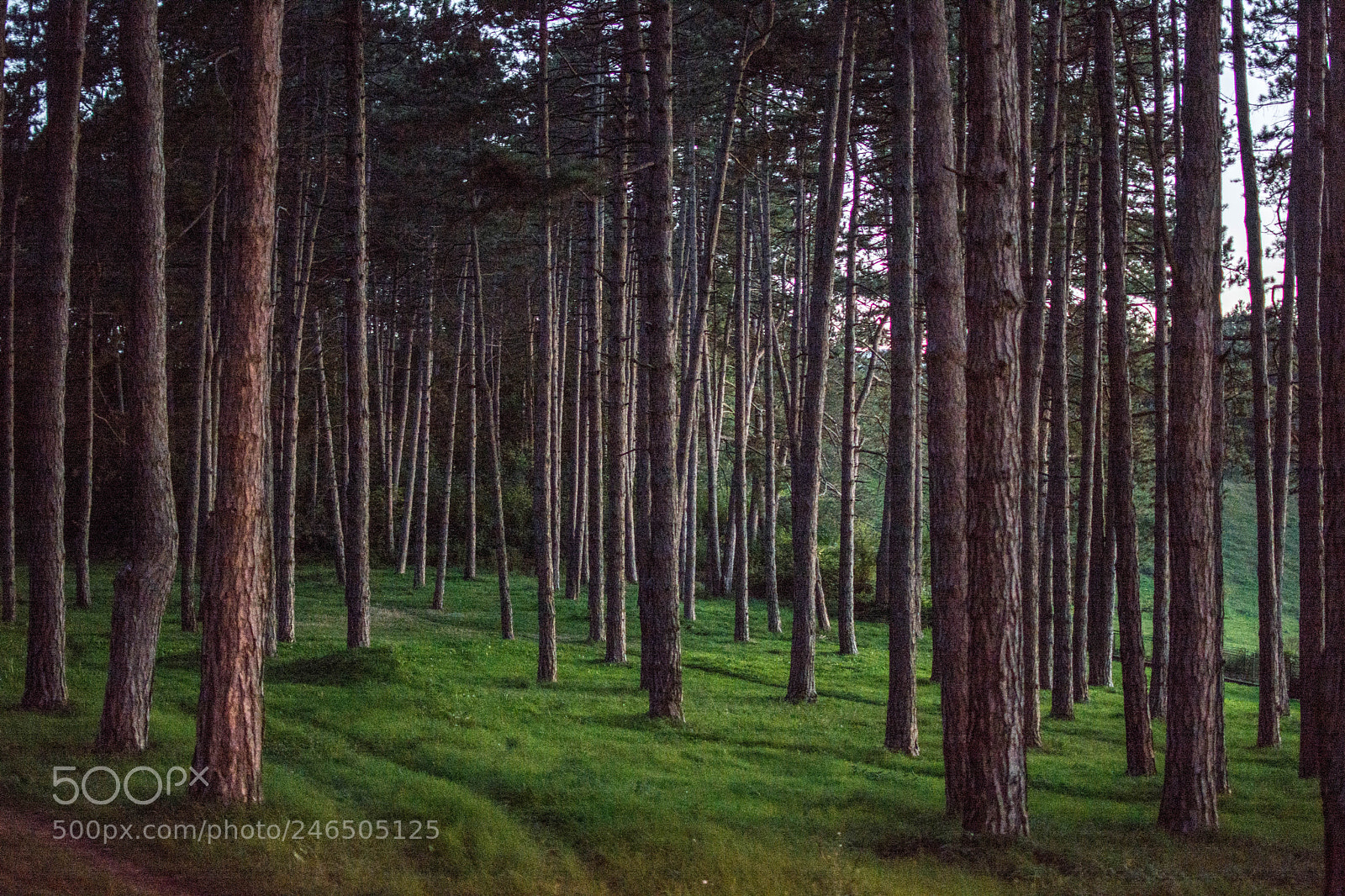 Nikon D7100 sample photo. Deep in woods photography