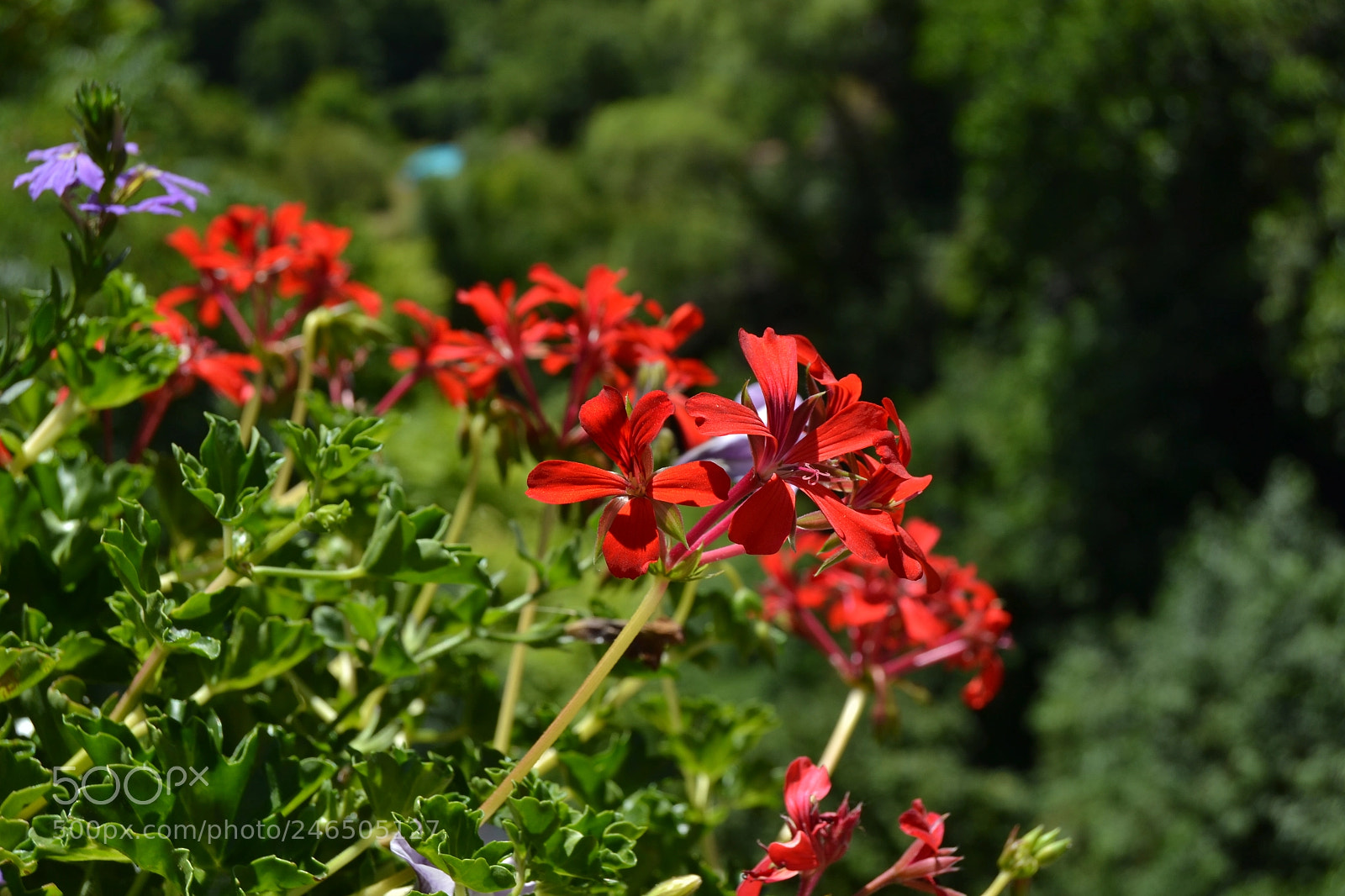 Nikon D3100 sample photo. Flower - alps photography
