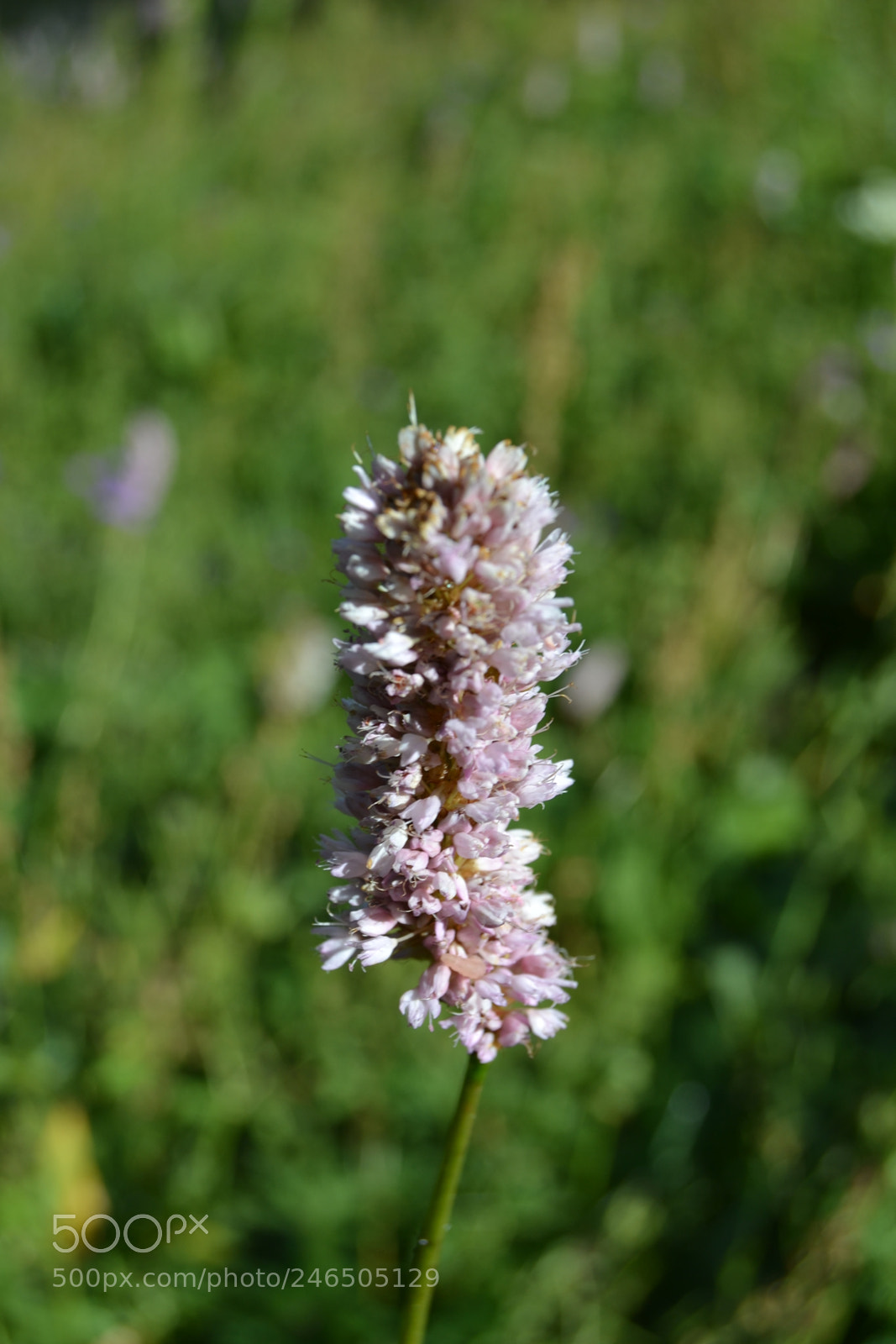 Nikon D3100 sample photo. Flower - alps photography