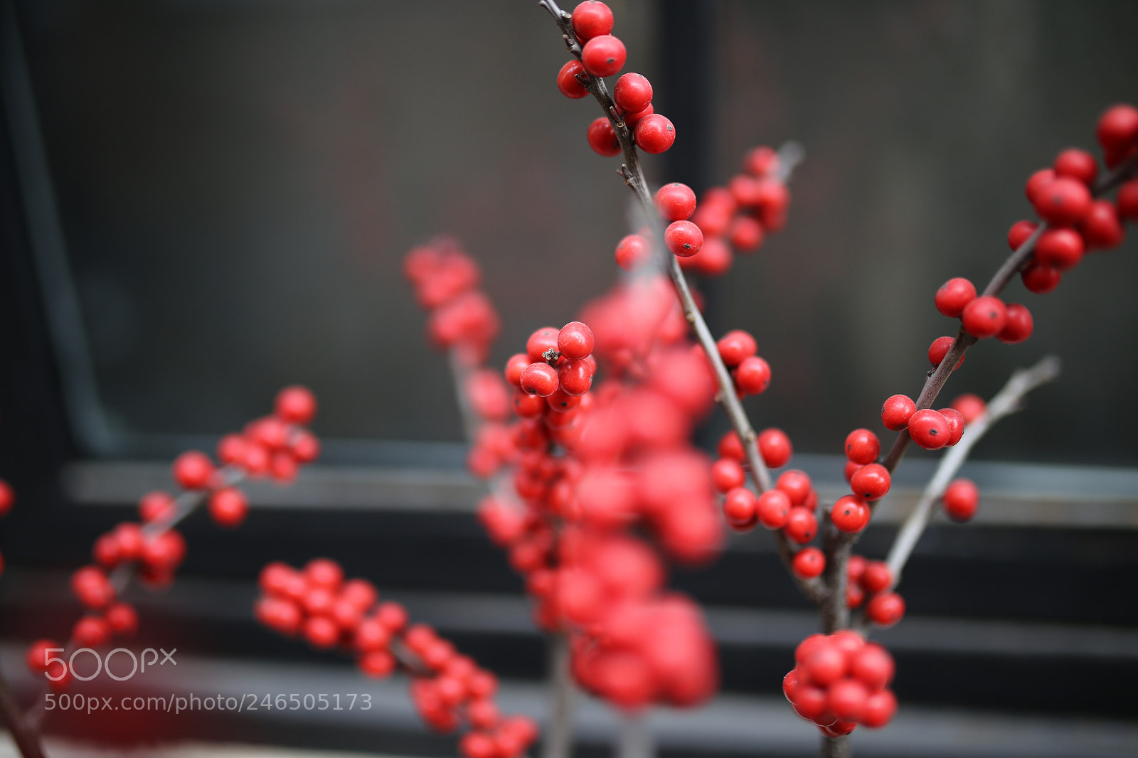 Sigma 35mm F1.4 DG HSM Art sample photo. Untitled photography