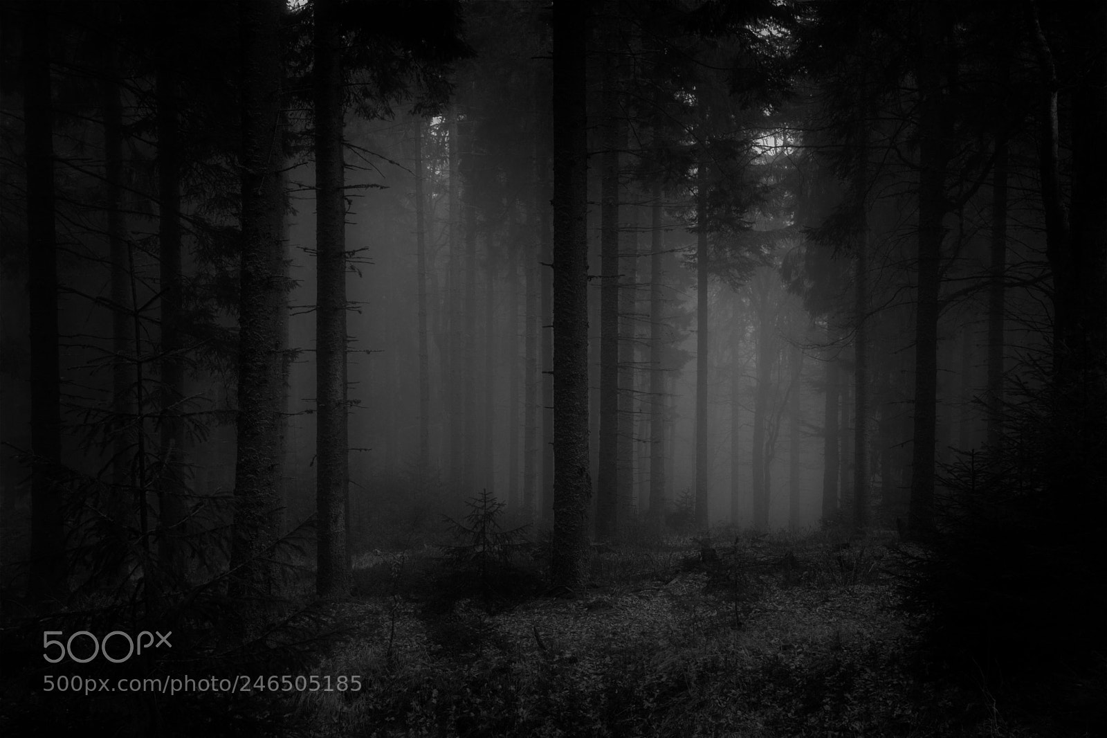 Nikon D7100 sample photo. Mystic forest photography