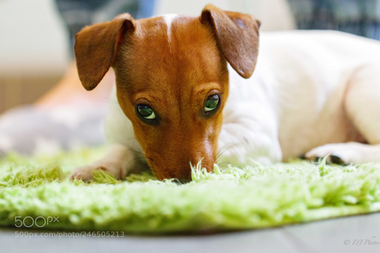 Canon EOS M5 sample photo. Jack russell aria photography