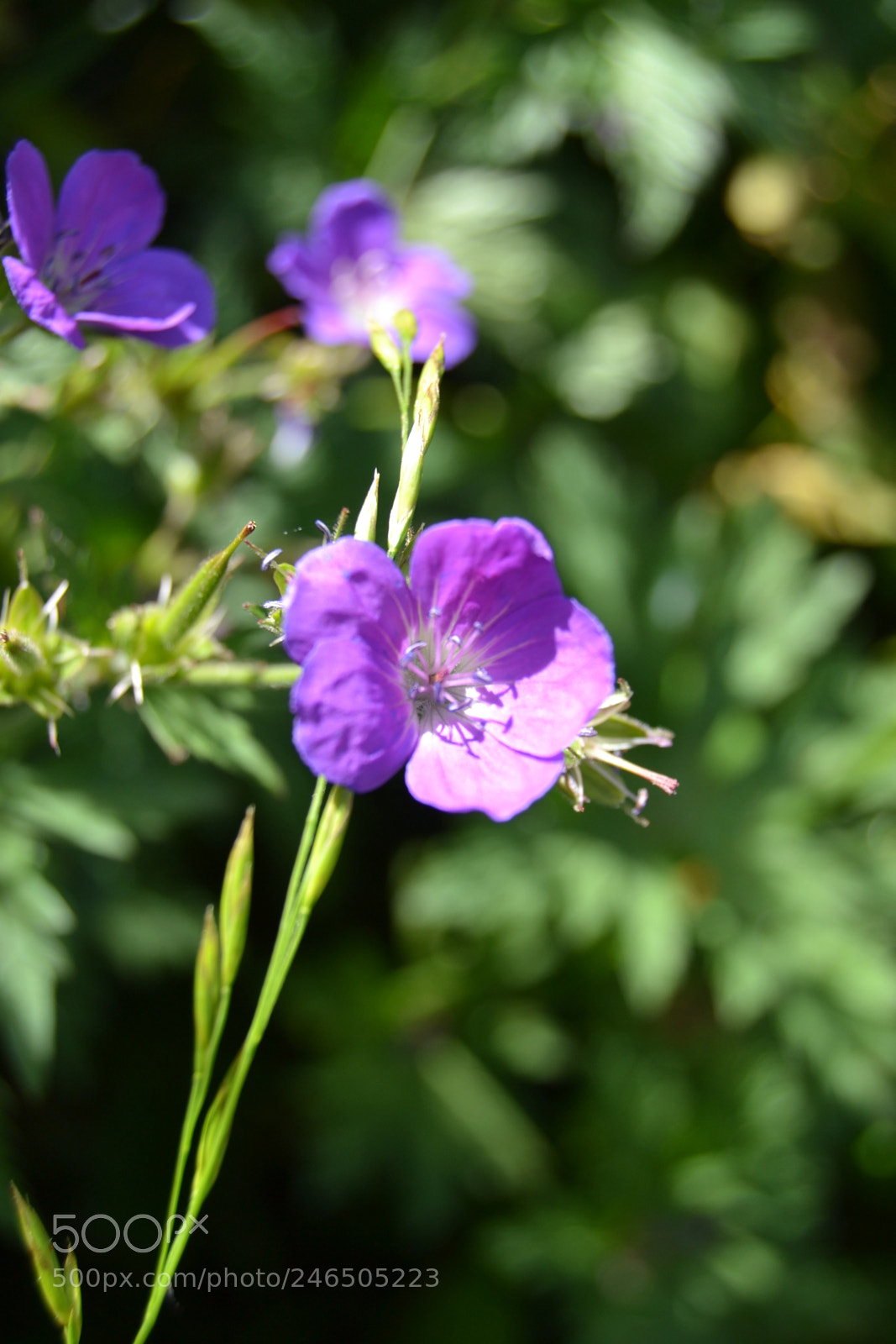Nikon D3100 sample photo. Flower - alps photography