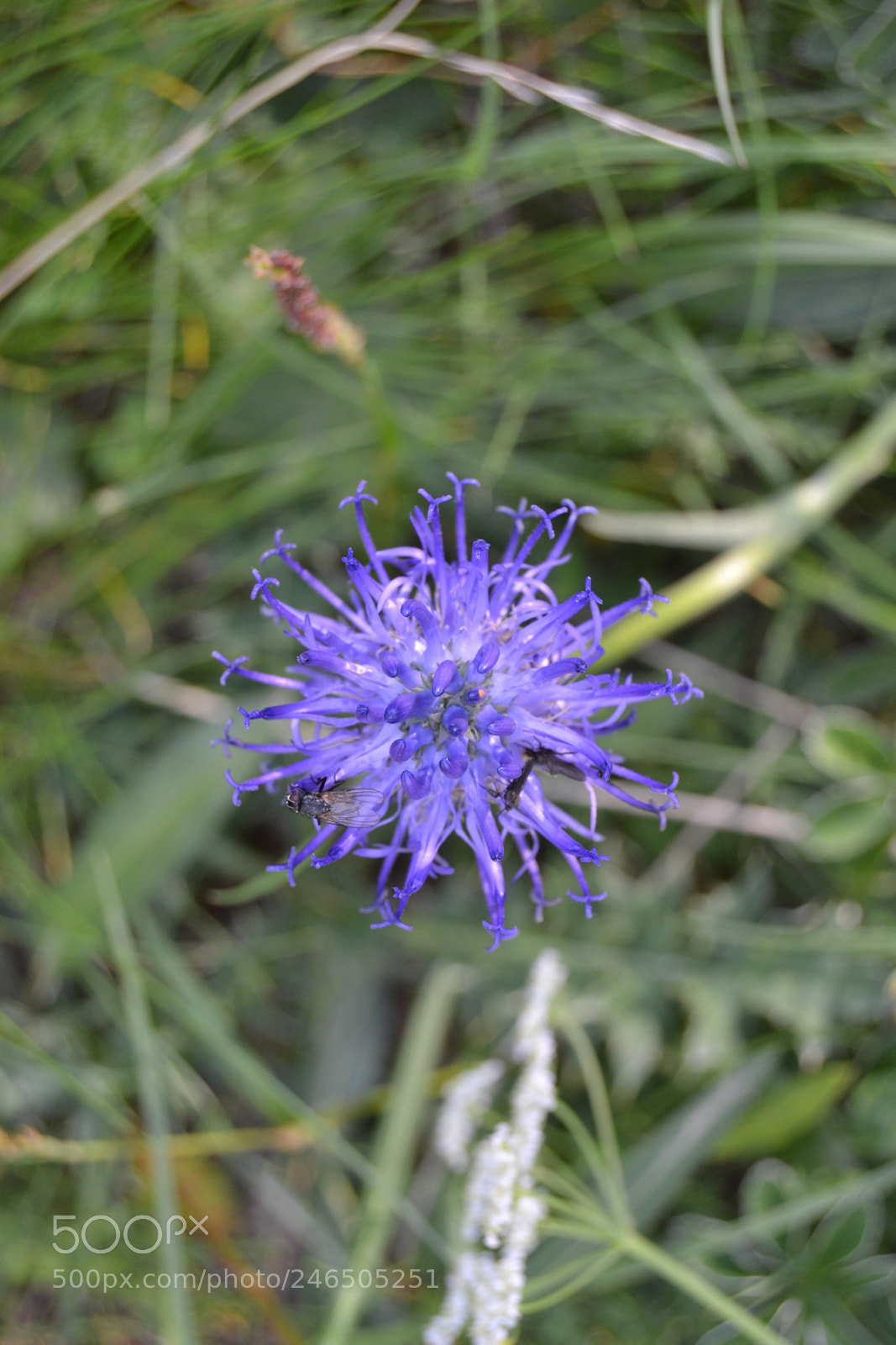 Nikon D3100 sample photo. Flower - alps photography