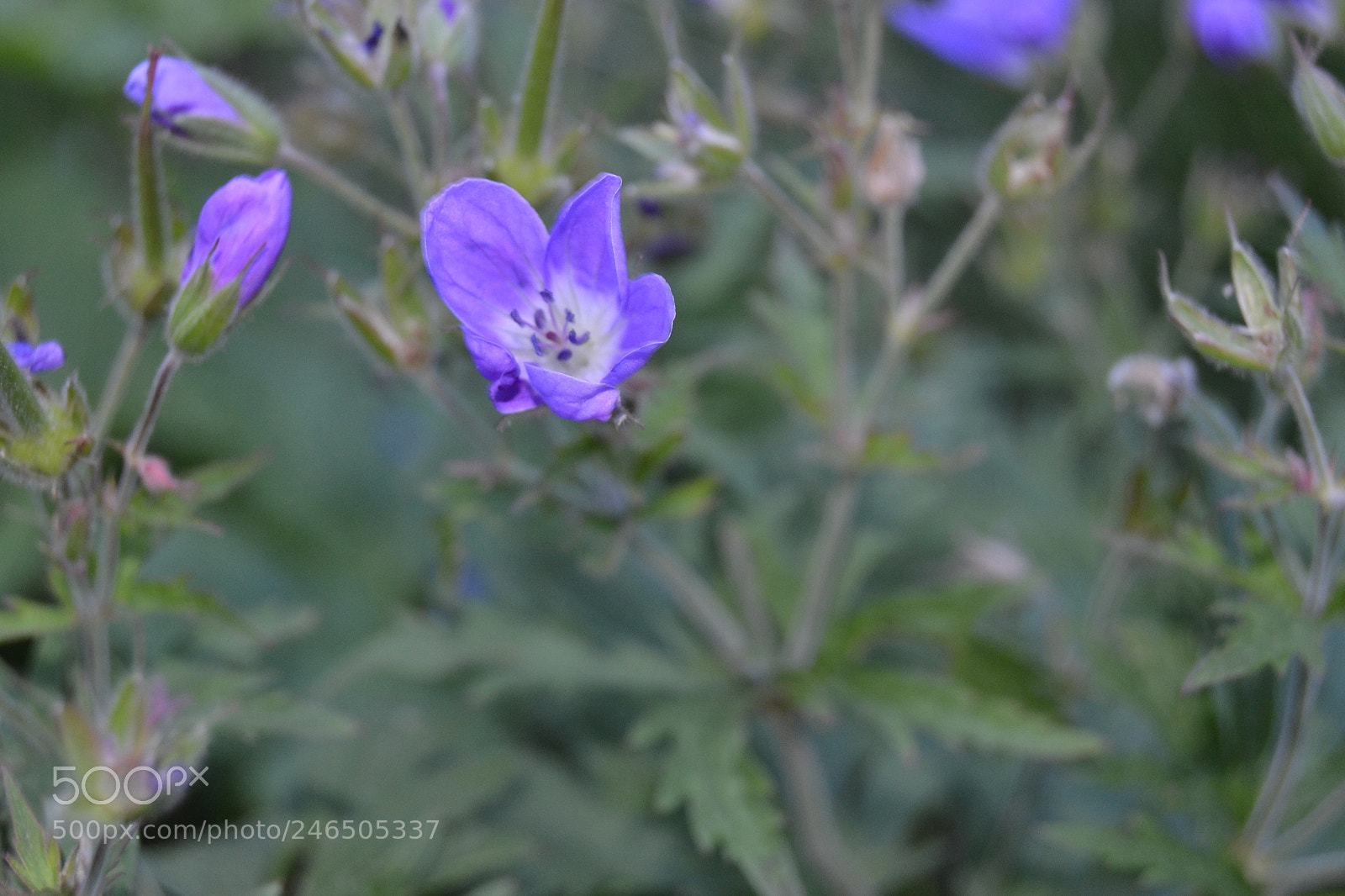 Nikon D3100 sample photo. Flower - alps photography