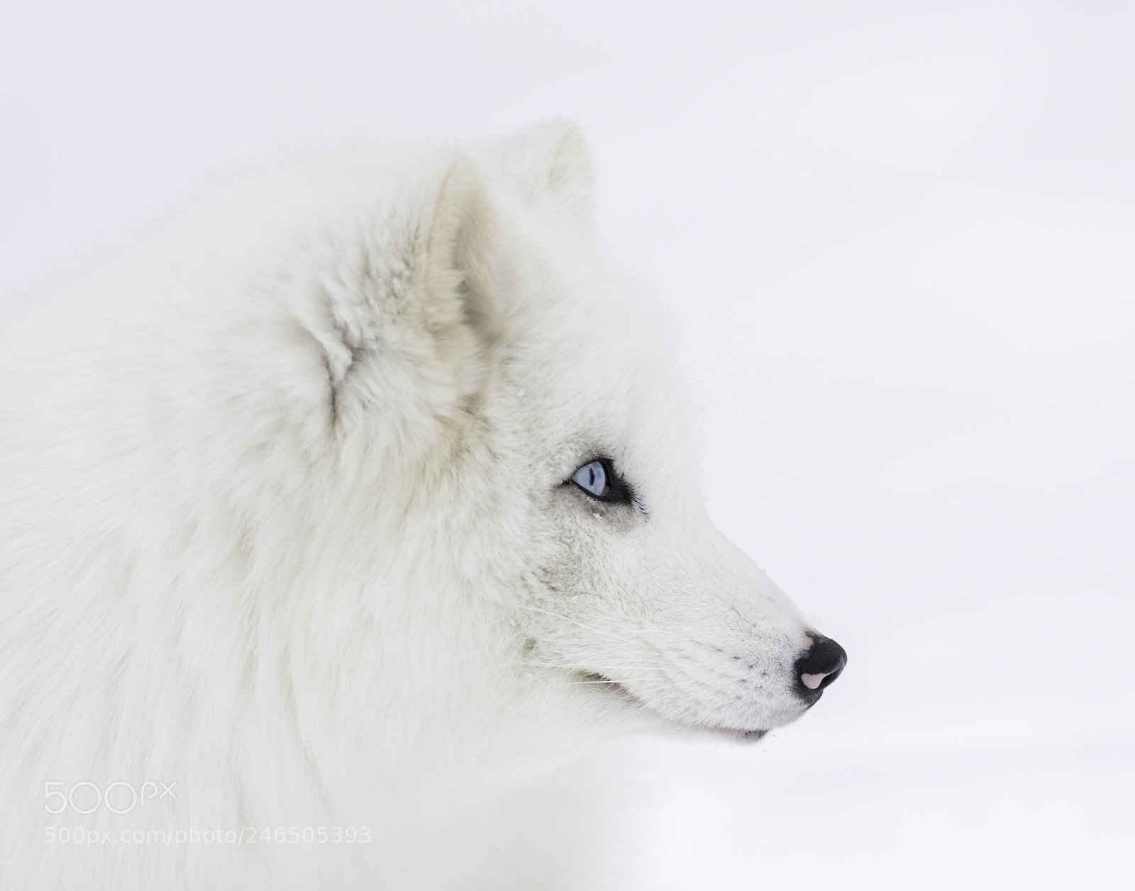 Nikon D500 sample photo. A fox profile photography