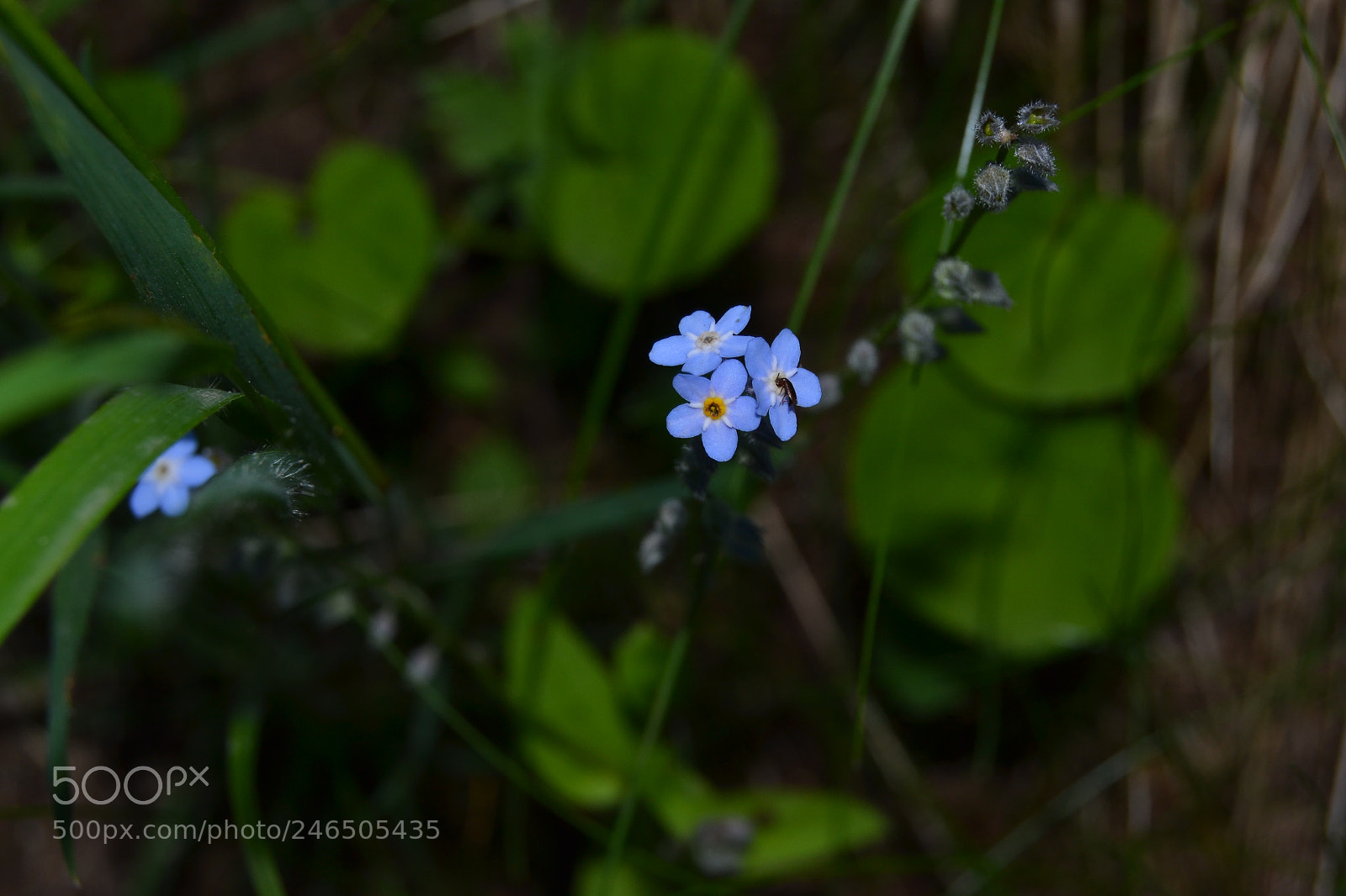 Nikon D3100 sample photo. Flower - alps photography