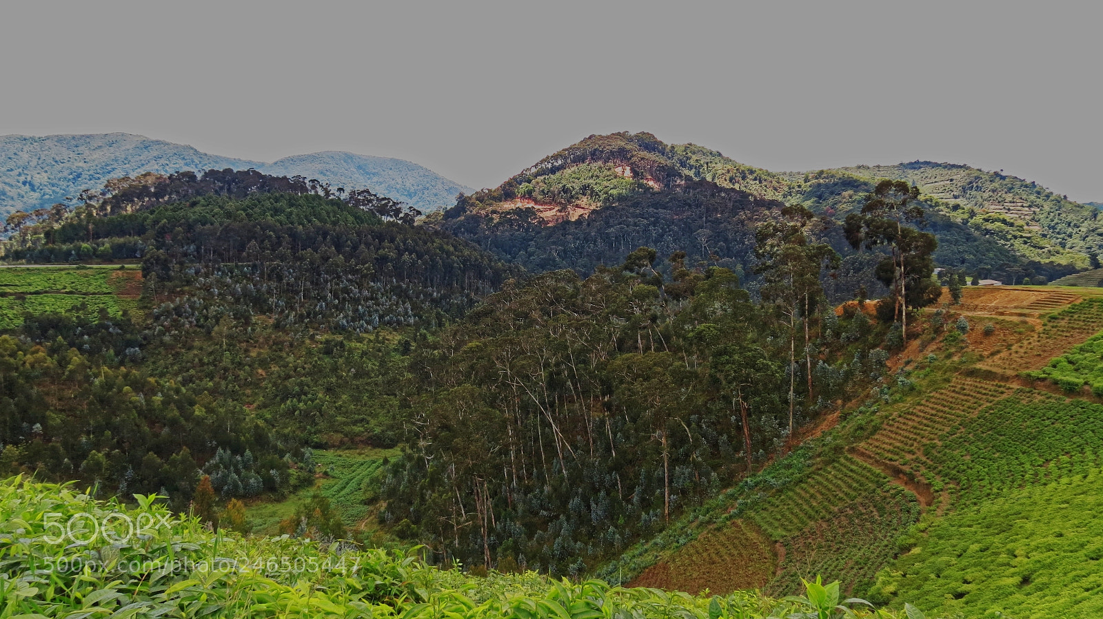 Canon PowerShot SX40 HS sample photo. Mille collines photography
