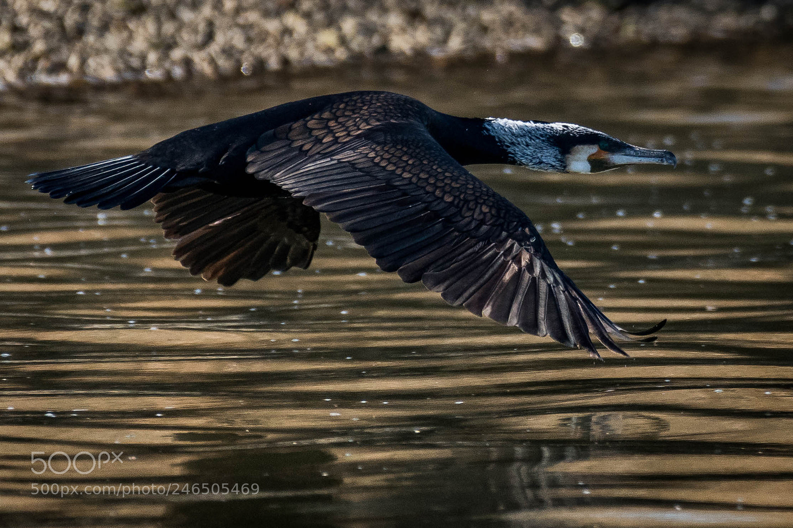 Nikon D500 sample photo. Cormorán photography