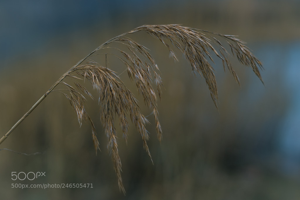 Sony a7 II sample photo. Panache photography